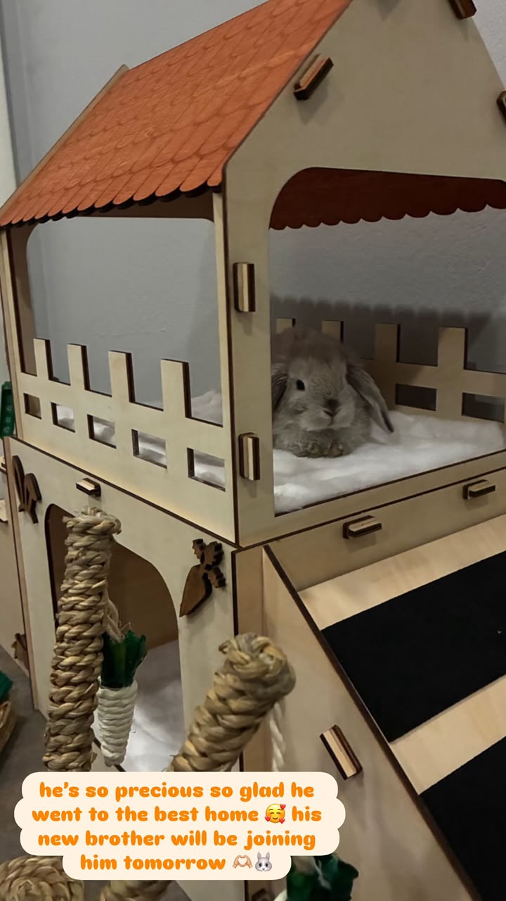 Photograph from a buyer of a grey Holland Lop buck resting inside a large wooden rabbit house with a balcony and ramps, surrounded by seagrass chew toys.