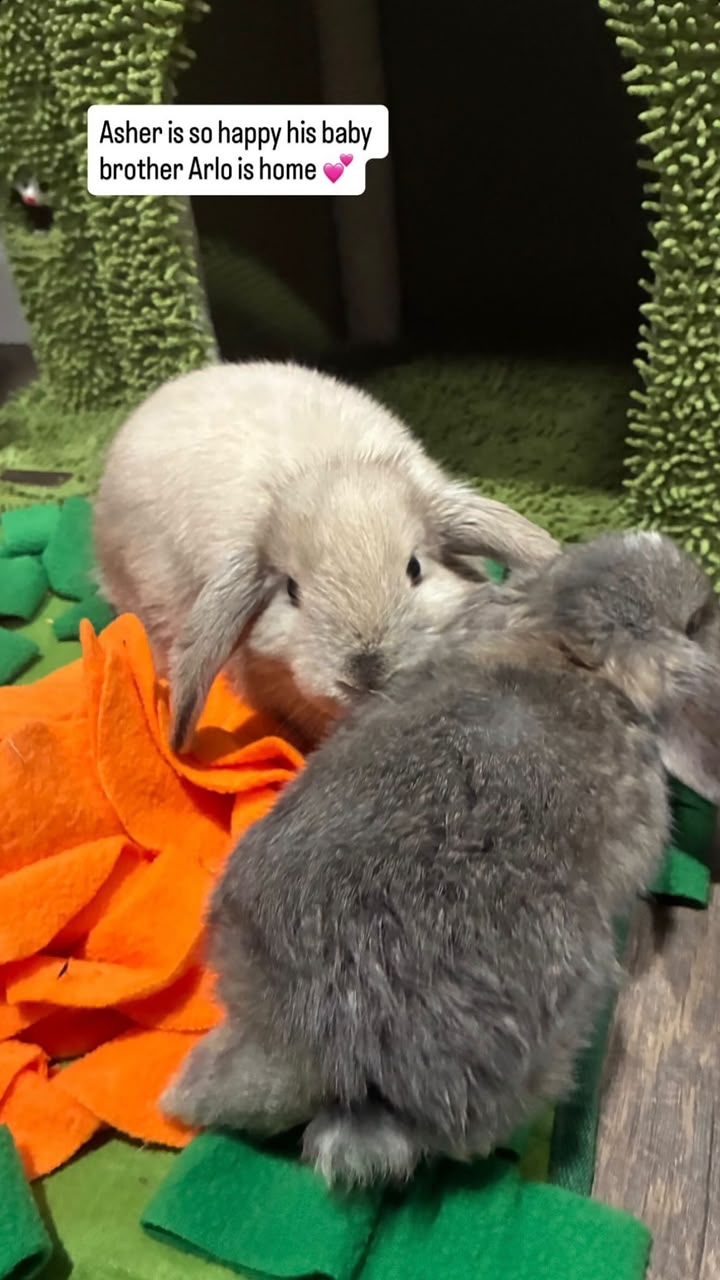 Photograph from a buyer of two Holland Lop rabbits, a cream one and a grey one, on a snuffle mat. The caption reads that Asher is so happy his baby brother Arlo is home.