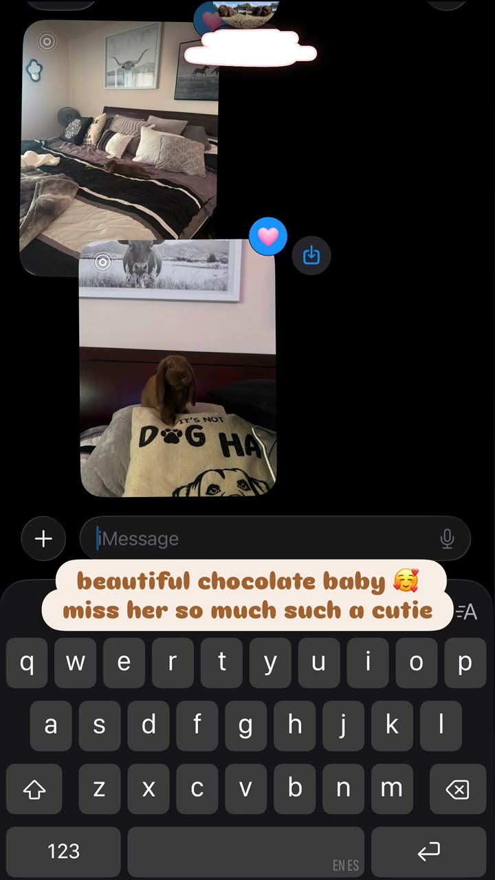 Photograph from a buyer of a chocolate Holland Lop doe sitting on a cushion on their bed at home.
