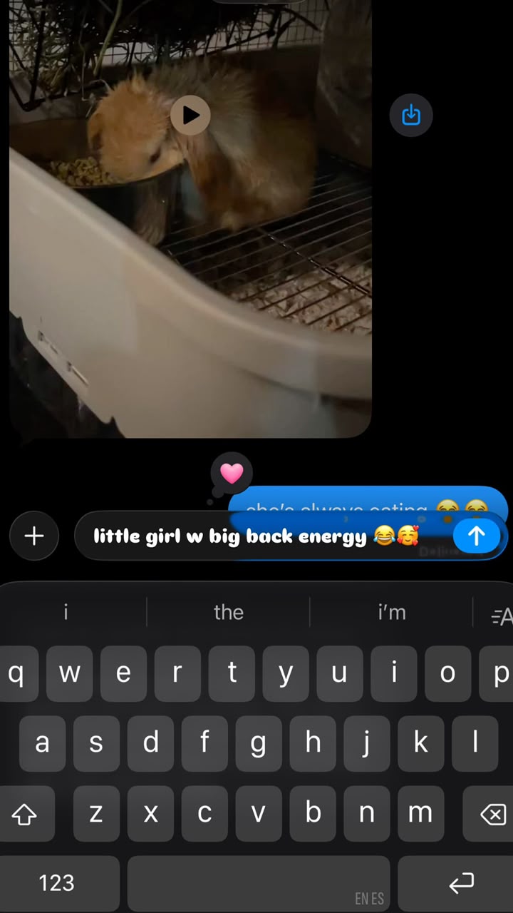 Video sent by a buyer of an orange Holland Lop doe eating from a bowl in her indoor enclosure, a few days after coming home.