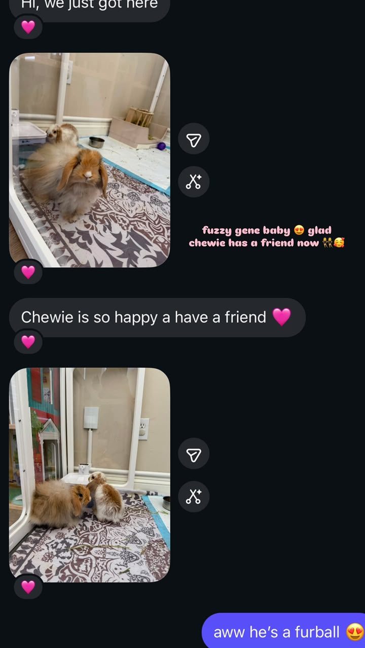Message from a buyer whose Holland Lop, Chewie, has been joined by a second rabbit. Photographs show two lop rabbits sitting together on a rug, and the buyer writes that Chewie is so happy to have a friend.