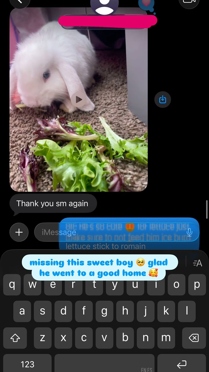 Message from a buyer showing a white Holland Lop buck eating fresh lettuce on the carpet. Arlen replies with advice to stick to romaine and avoid iceberg lettuce.