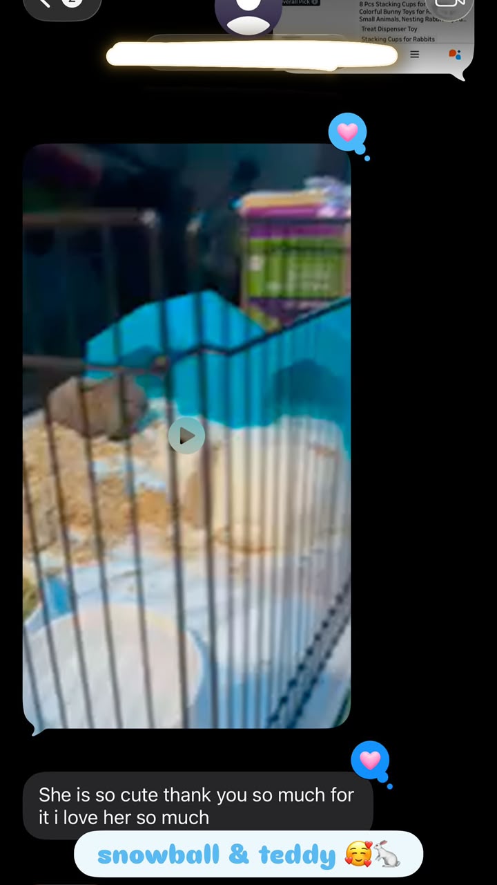 Message from the family of two Holland Lops named Snowball and Teddy, sending a video of their rabbit in her pen and writing that she is so cute and they love her so much.