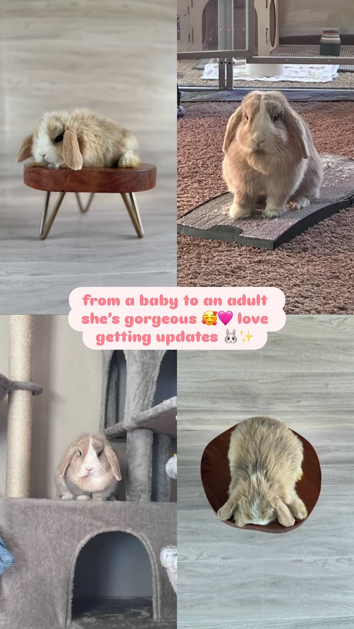 Four photographs sent by a buyer showing the same fawn Holland Lop doe growing from a baby to a full grown adult rabbit, lounging on a stool, a rug, and a cat tree.