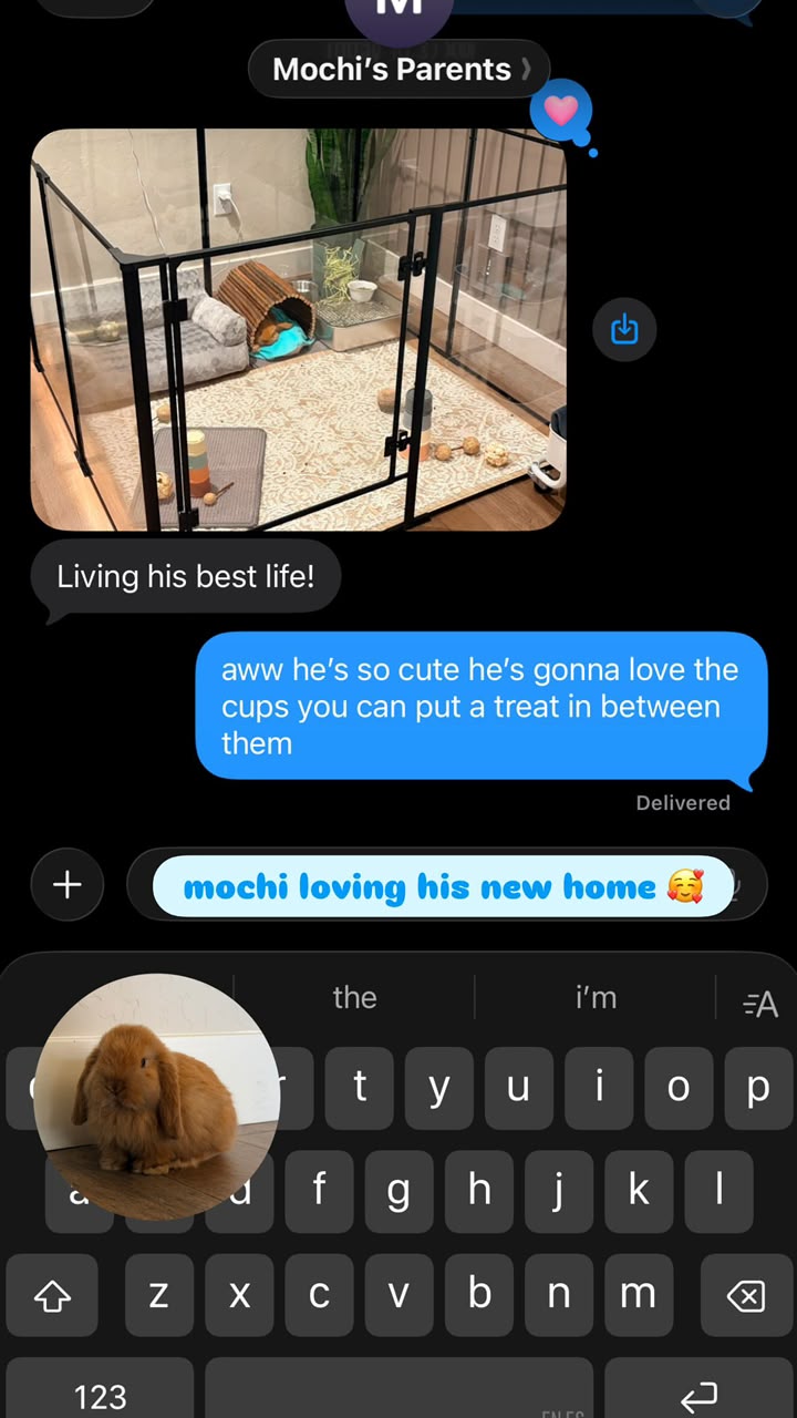 Message from Mochi's owners showing a large indoor exercise pen with a hay rack, tunnel and enrichment toys. Mochi, an orange Holland Lop buck, is settled inside, and his owner writes that he is living his best life.