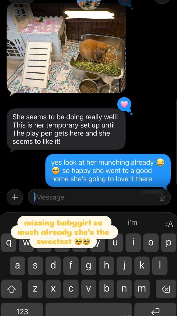 Message from a buyer on the first day home with an orange Holland Lop doe. The rabbit is eating hay in a litter tray inside a temporary pen, and the buyer writes that she seems to be doing really well and likes the set up.