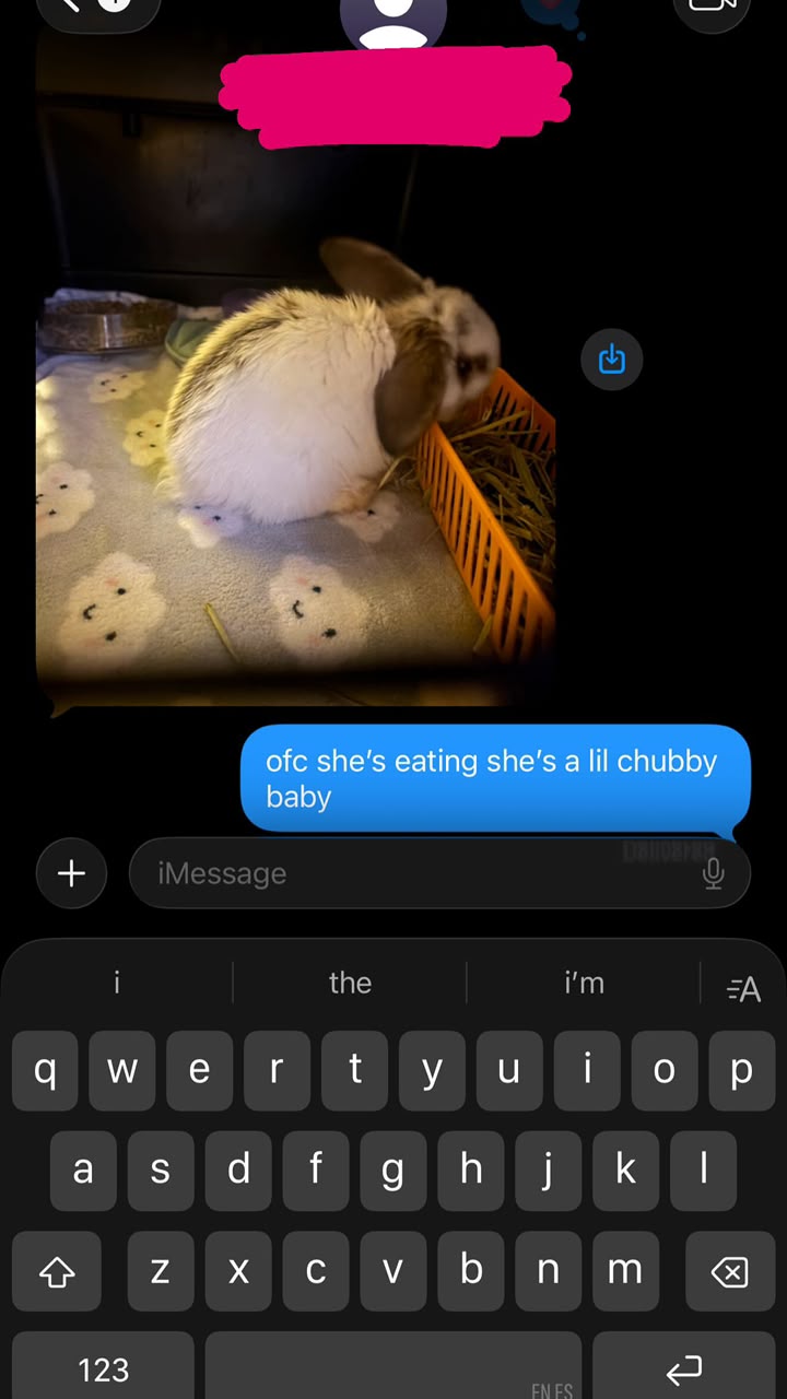Photograph sent by a buyer of a broken coloured Holland Lop doe eating hay from an orange hay rack inside her indoor pen.