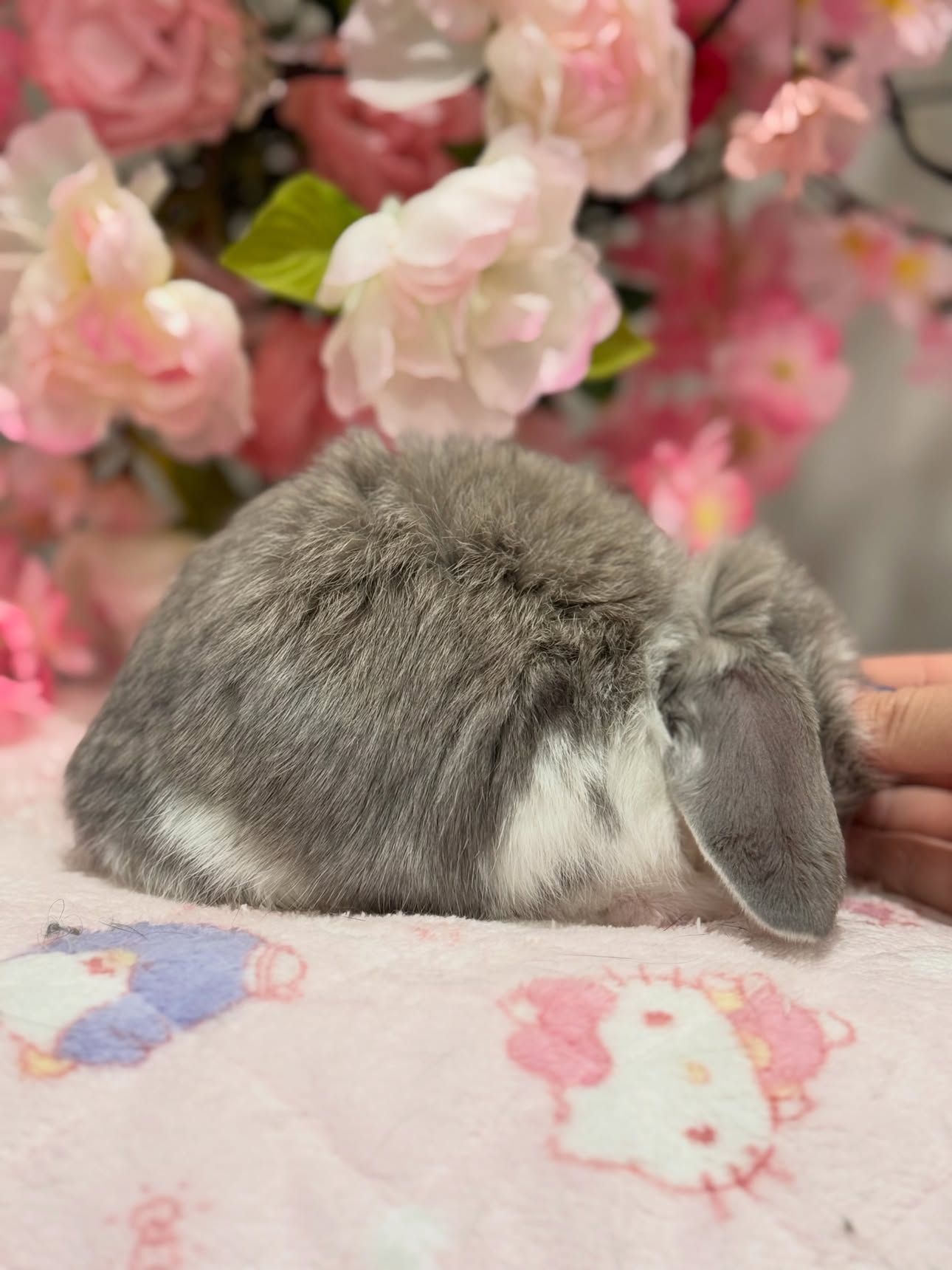 Atlas, a broken squirrel French Lop buck, photo 2