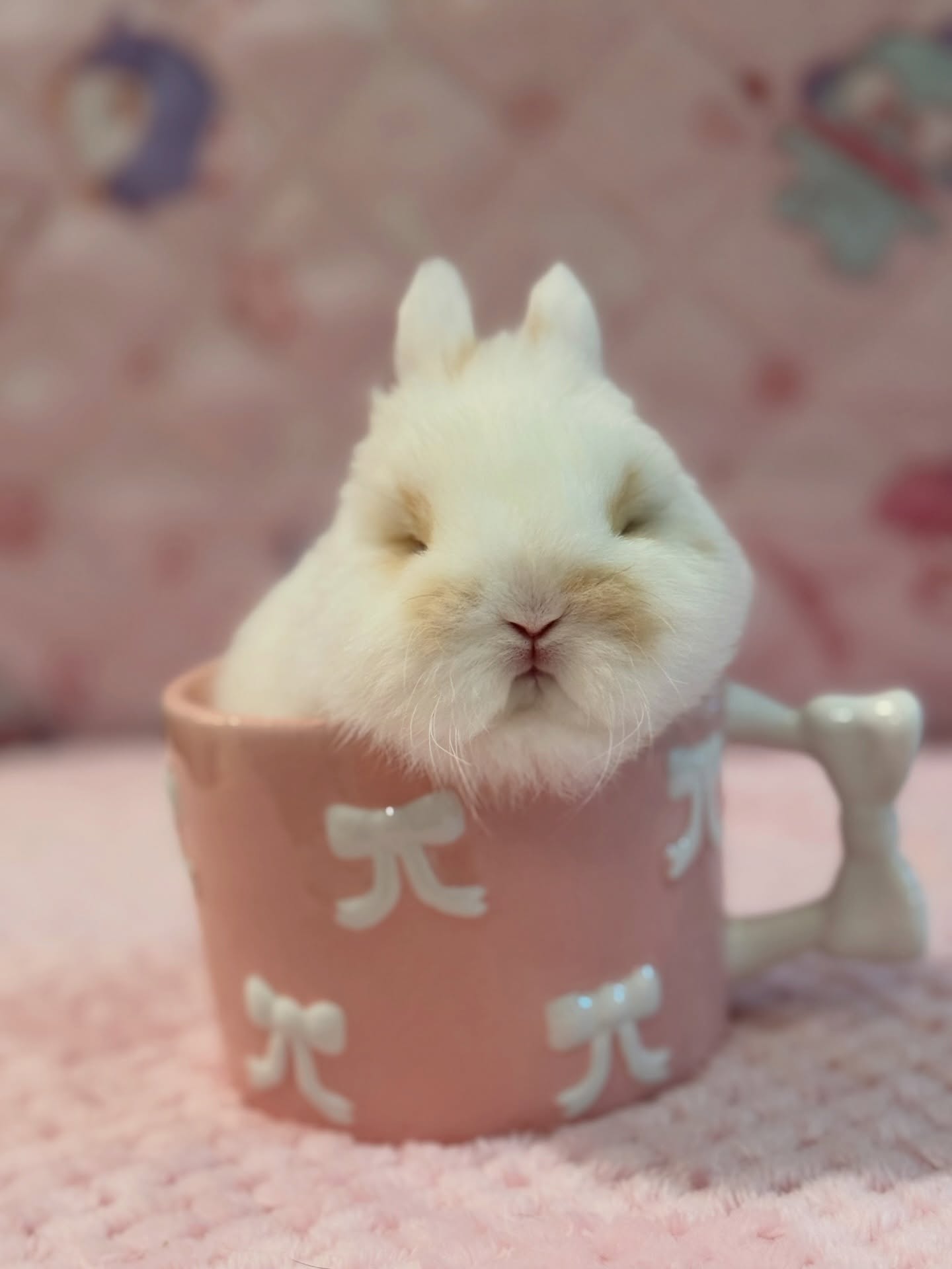 Bandit, a broken fawn Netherland Dwarf buck