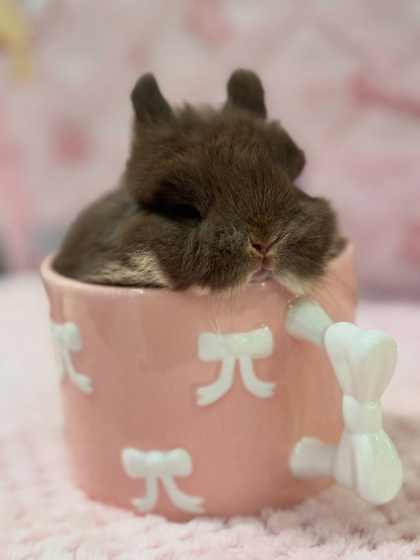 Bear, a chocolate otter Netherland Dwarf buck