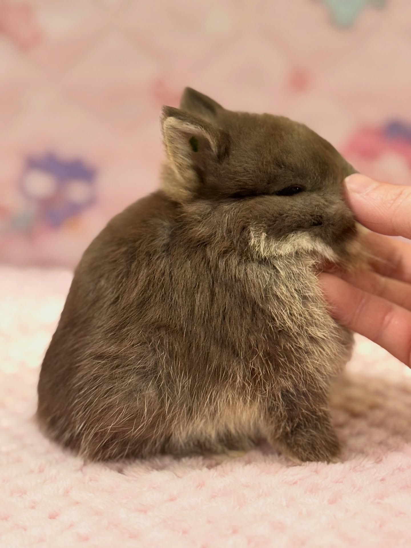 Bear, a chocolate otter Netherland Dwarf buck, photo 3