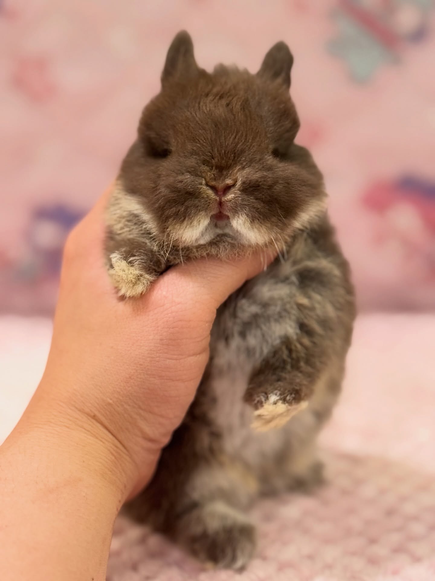 Bear, a chocolate otter Netherland Dwarf buck, photo 4