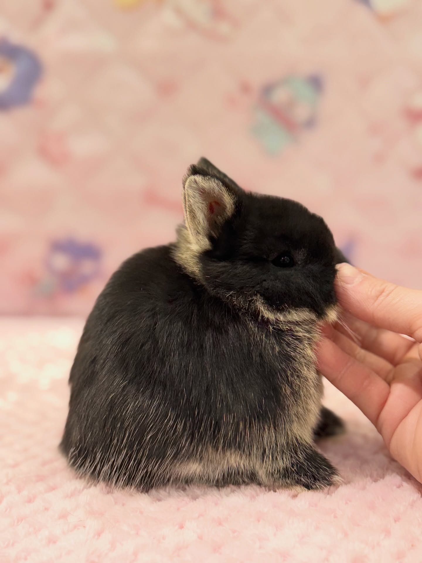 Biscuit, a black otter Netherland Dwarf doe, photo 3