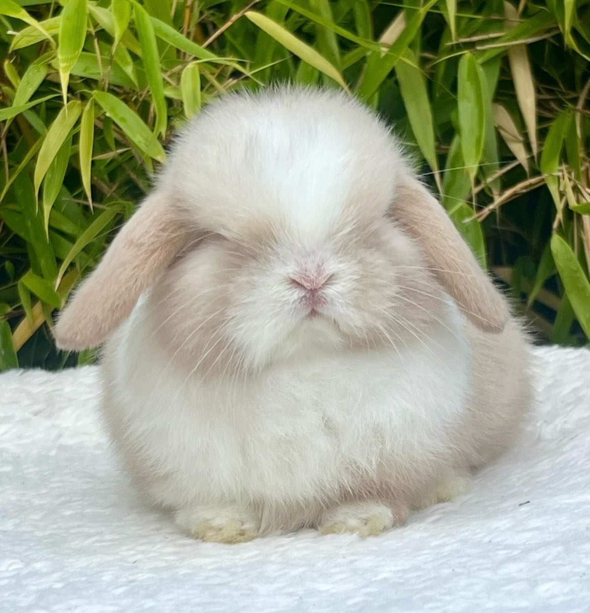 Bruno, a chocolate frosted pearl dutch buck, mini lop rabbits for sale florida