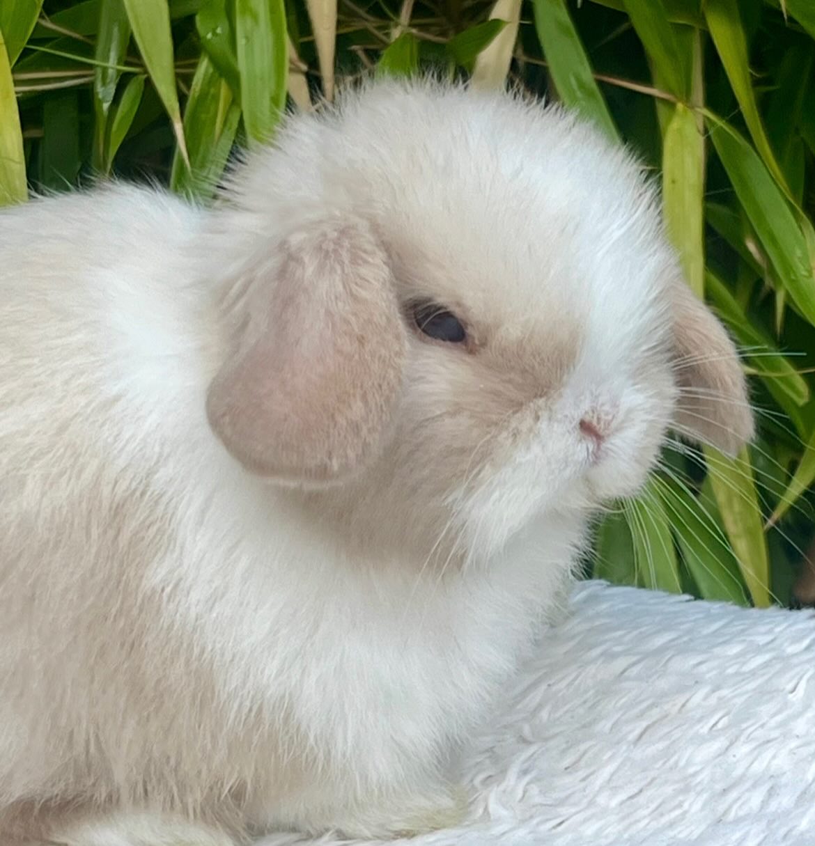 Bruno, a chocolate frosted pearl dutch Mini Lop buck, photo 3