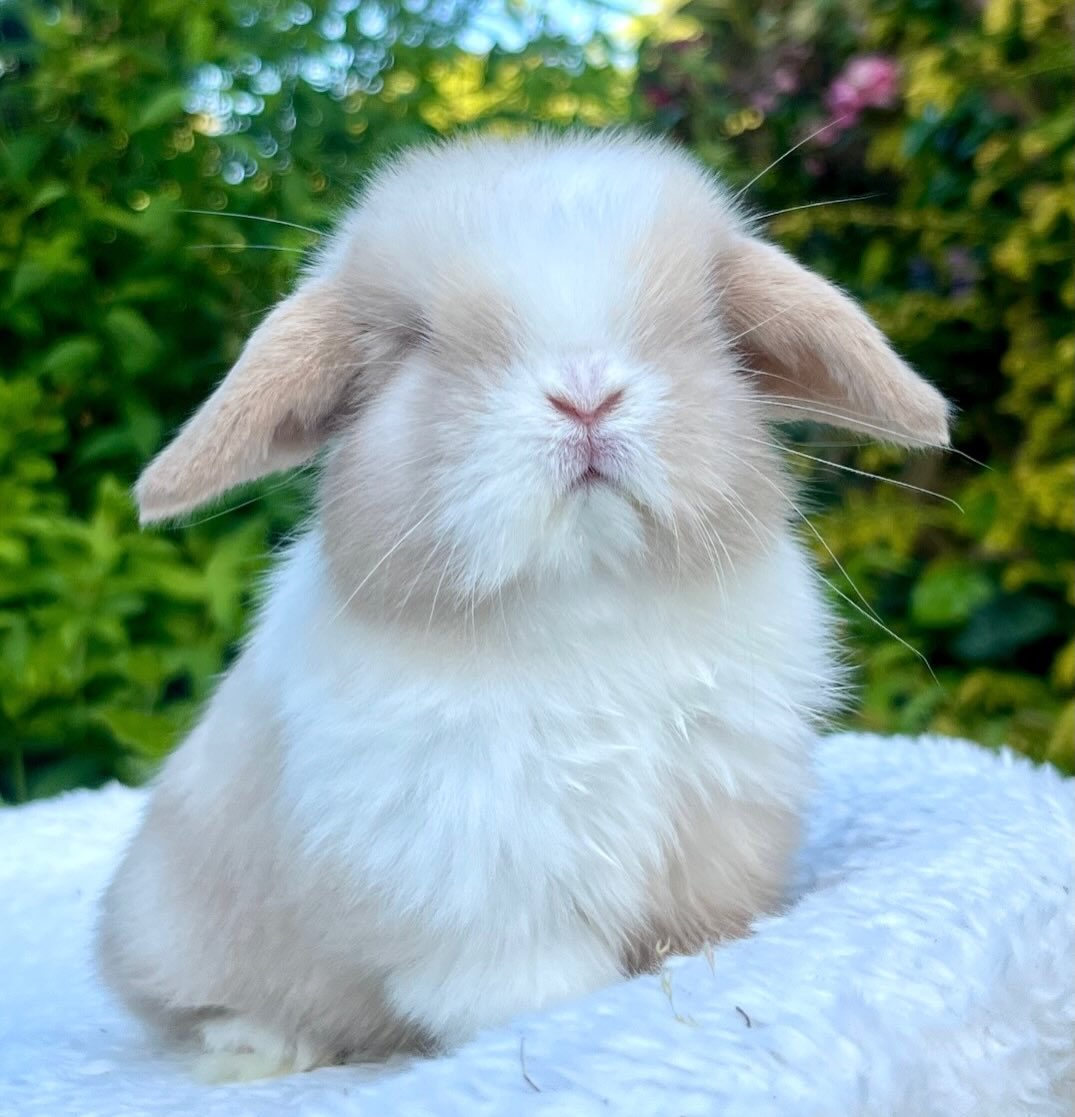 Bruno, a chocolate frosted pearl dutch Mini Lop buck, photo 6