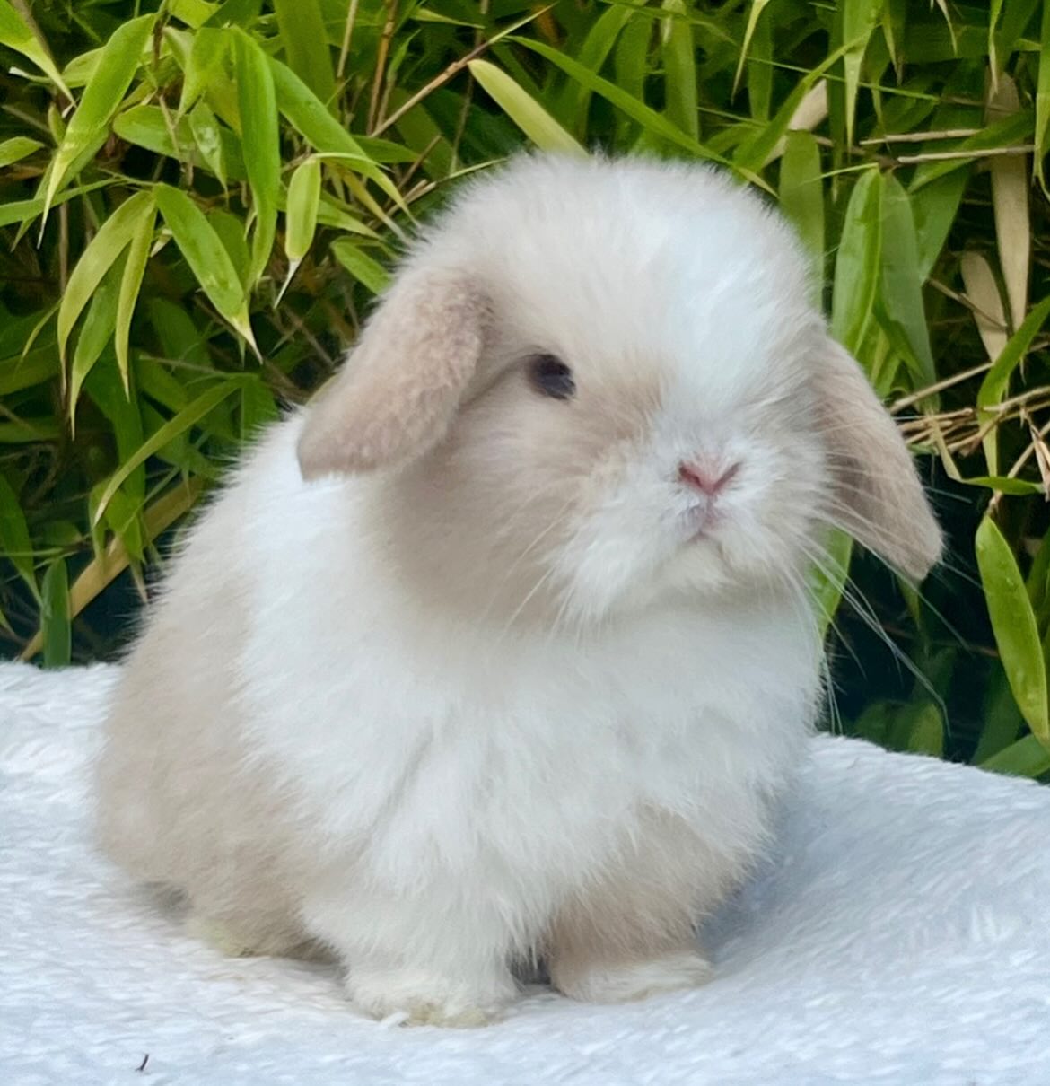 Bruno, a chocolate frosted pearl dutch Mini Lop buck, photo 7