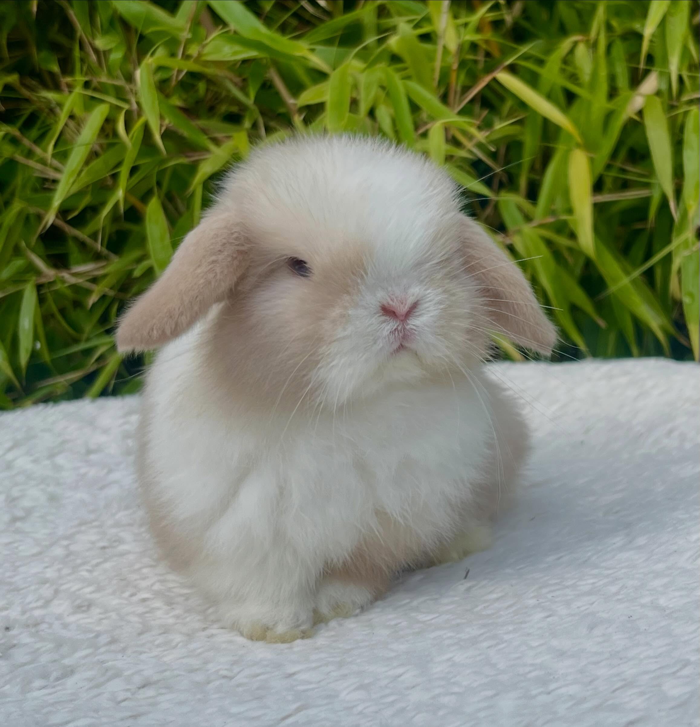 Bruno, a chocolate frosted pearl dutch Mini Lop buck, photo 9
