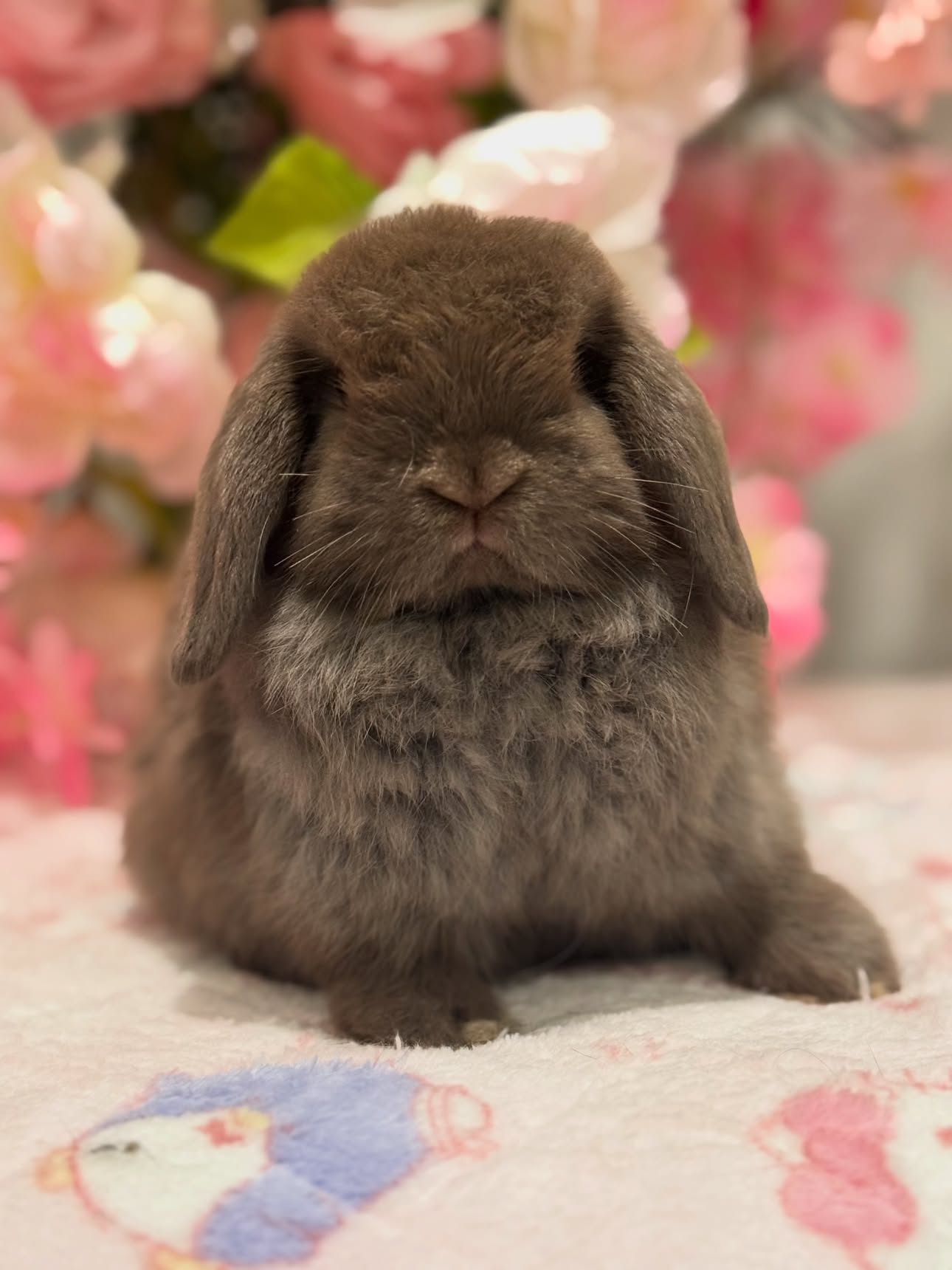 Cocoa, a self choc Holland Lop buck available to New Jersey