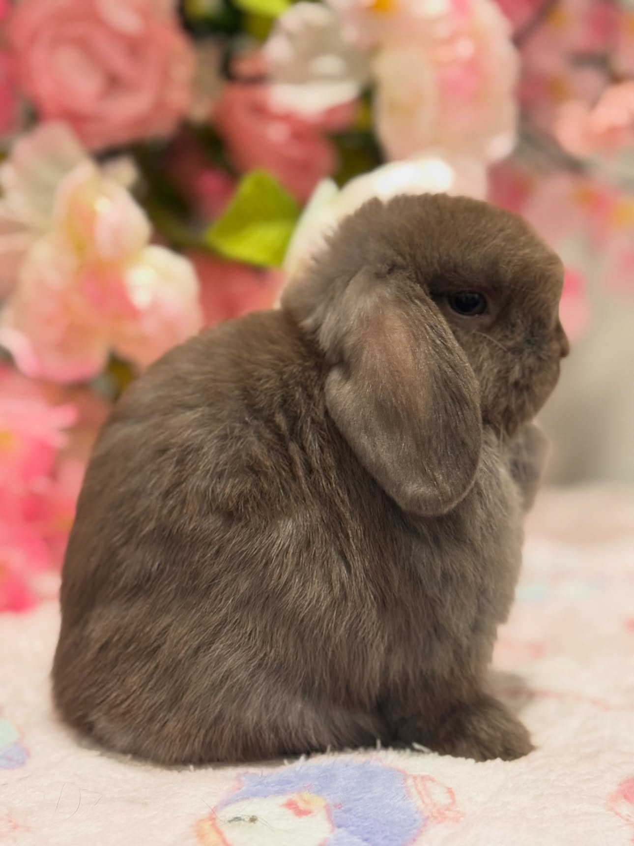 Cocoa, a self choc Holland Lop buck available to New Jersey, photo 2