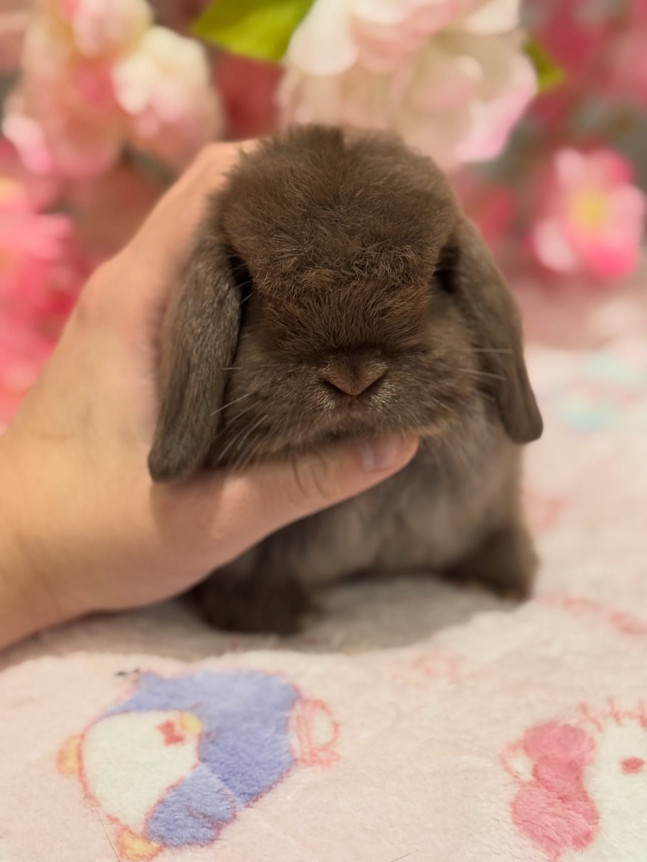 Cocoa, a self choc Holland Lop buck available to New Jersey, photo 3