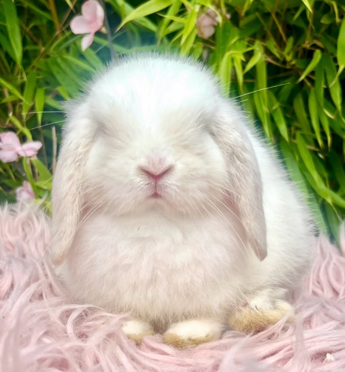 Domino, a lilac point magpie split Mini Lop buck