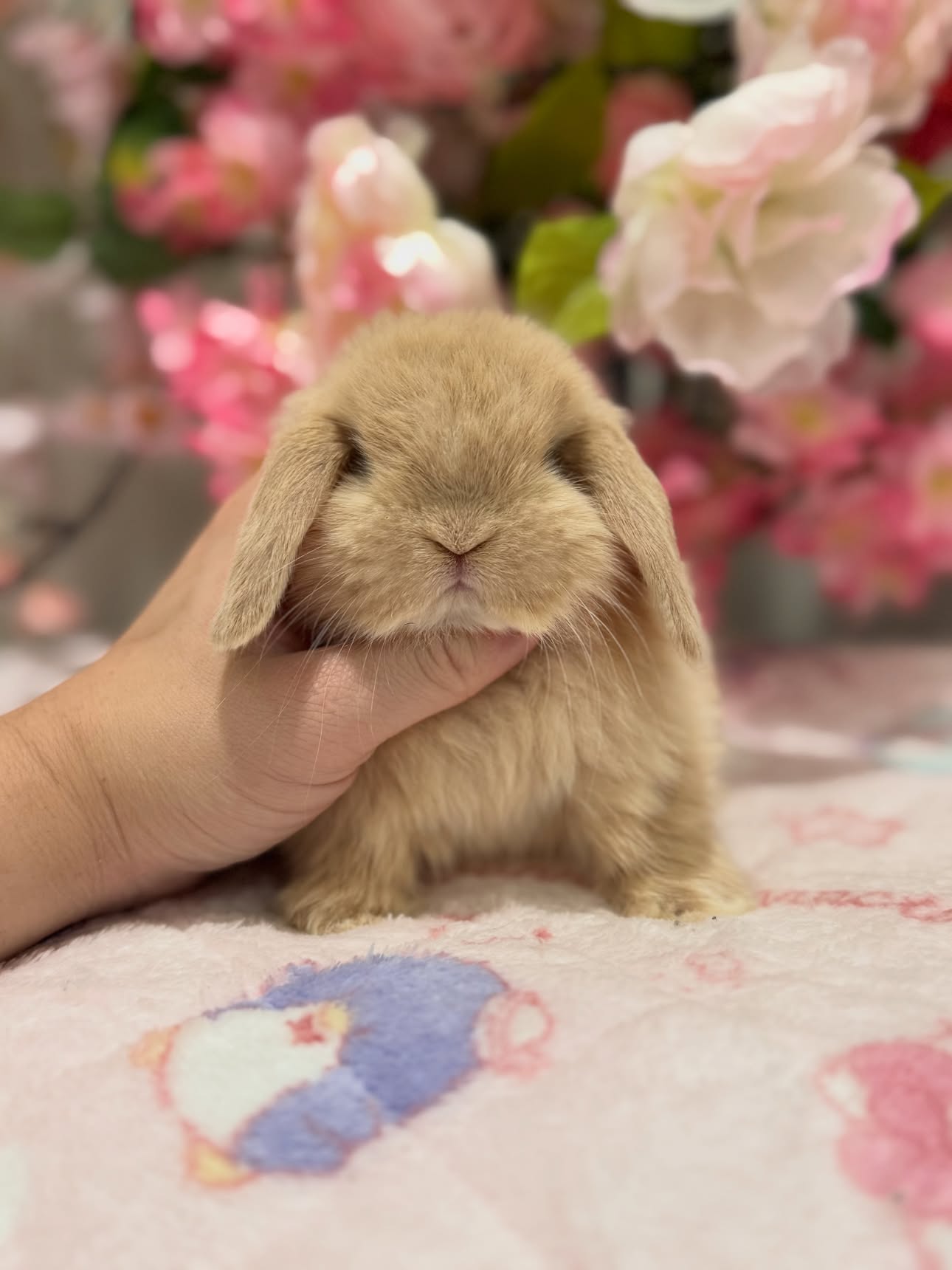Honey, a fawn Holland Lop doe available to Pennsylvania