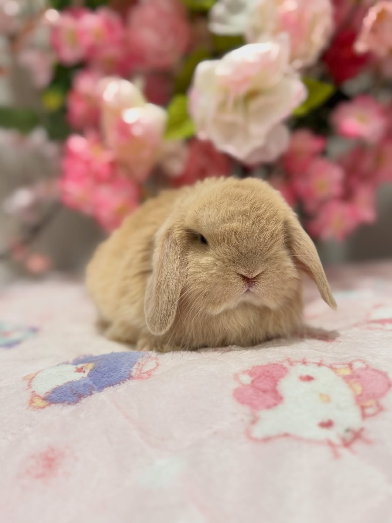 Honey, a fawn Holland Lop doe available to Pennsylvania, photo 2