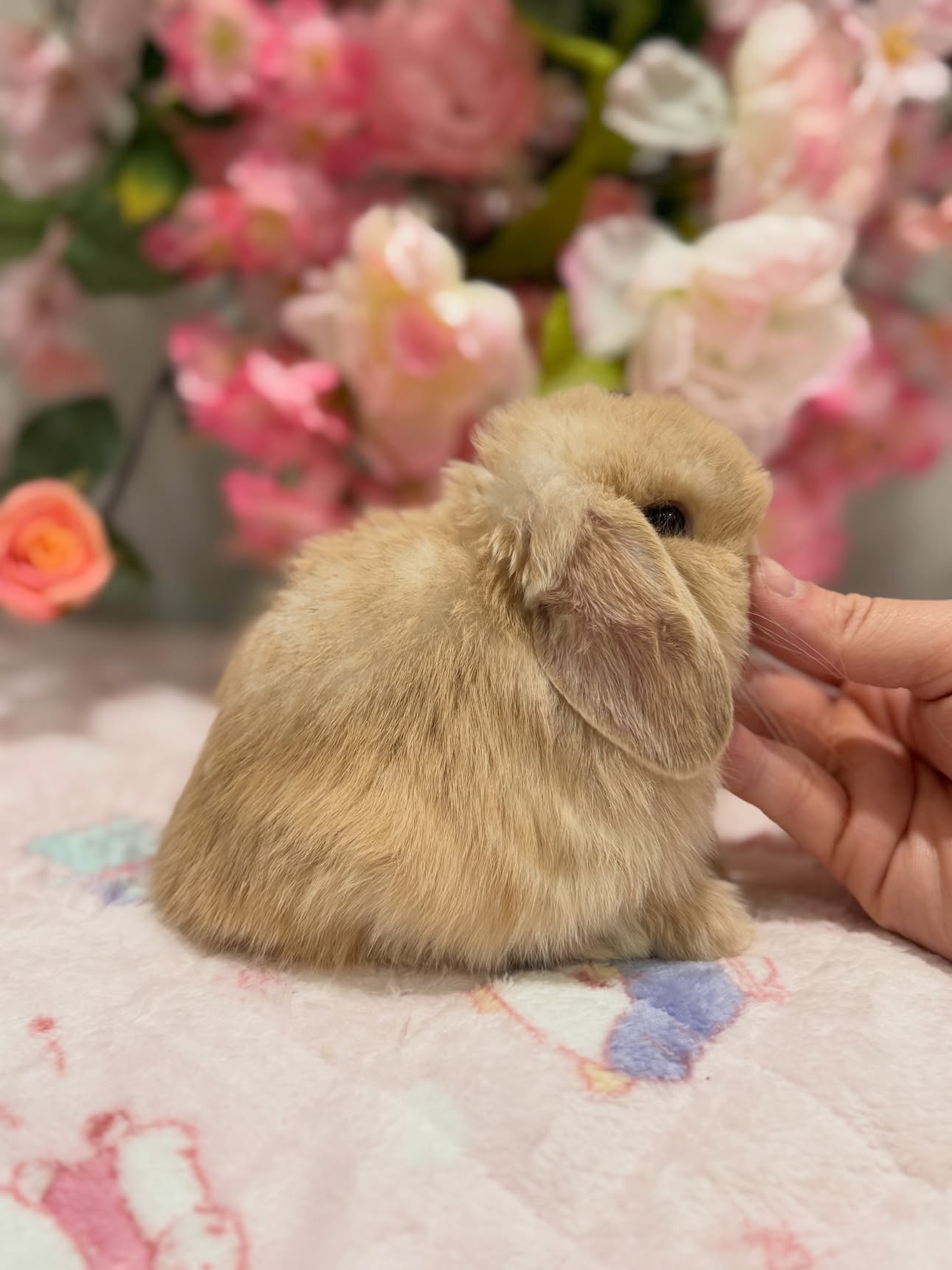Honey, a fawn Holland Lop doe available to Pennsylvania, photo 3