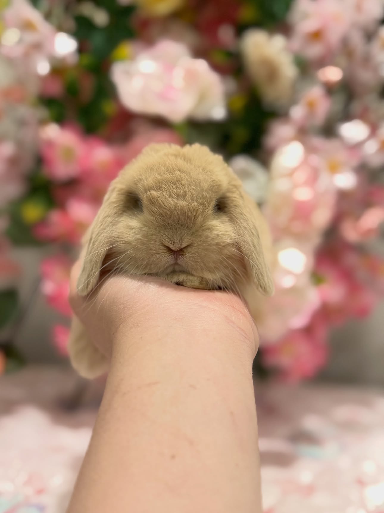 Honey, a fawn Holland Lop doe available to Pennsylvania, photo 4