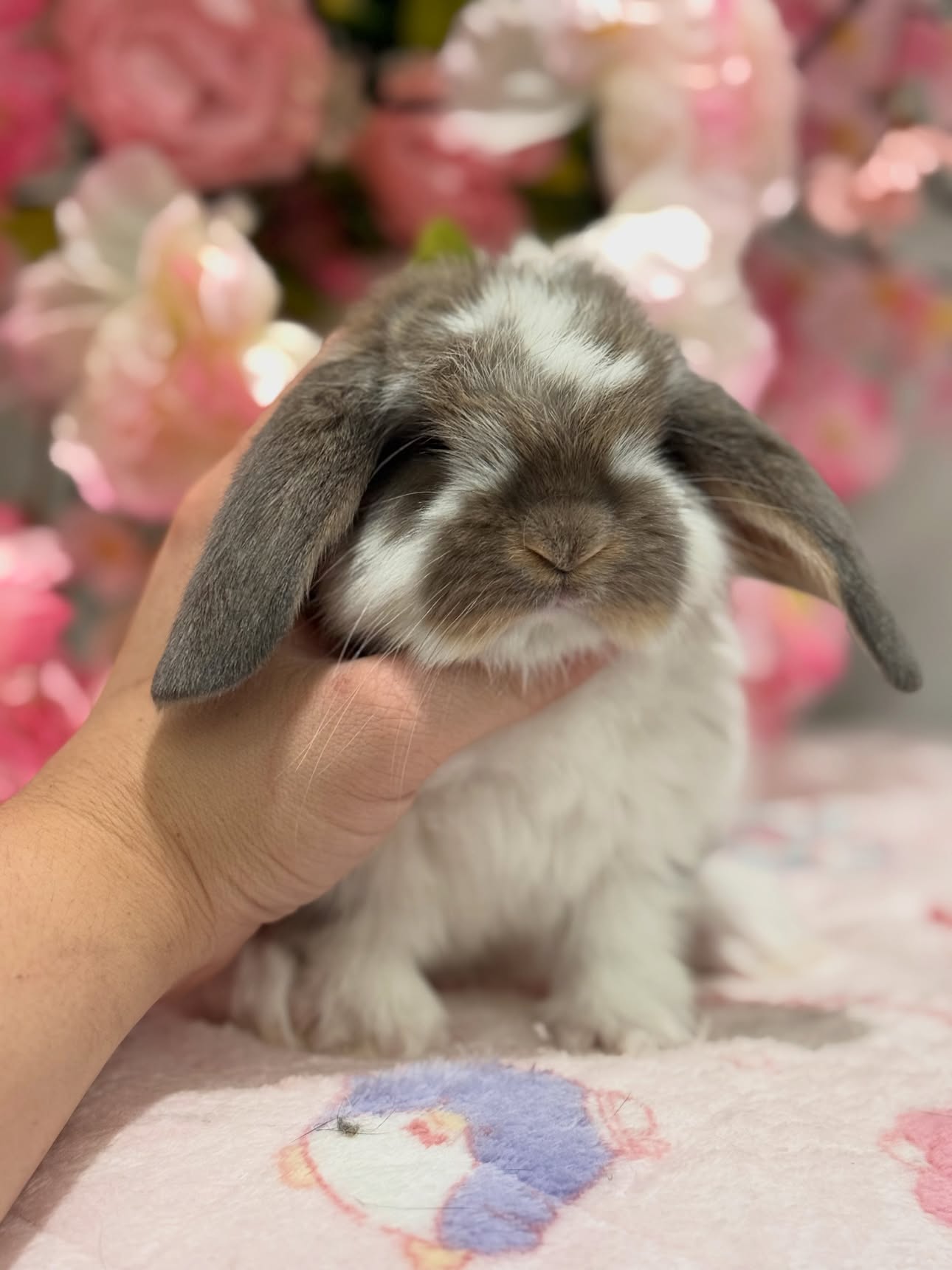 Juno, a broken opal French Lop doe, photo 3