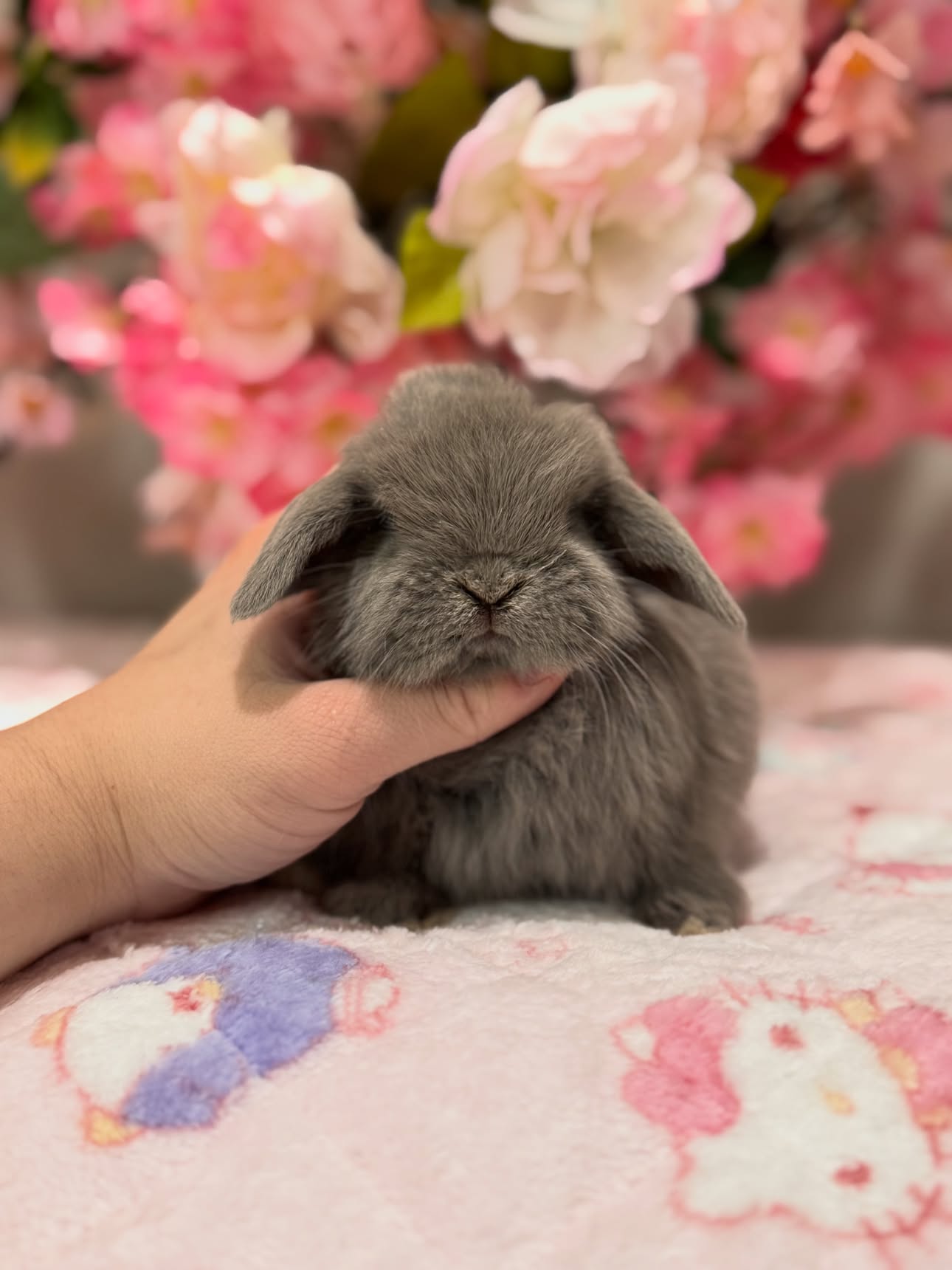 Lila, a lilac self Holland Lop doe available to Michigan