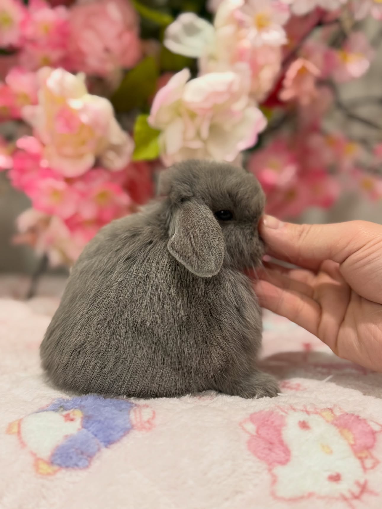 Lila, a lilac self Holland Lop doe available to Michigan, photo 2