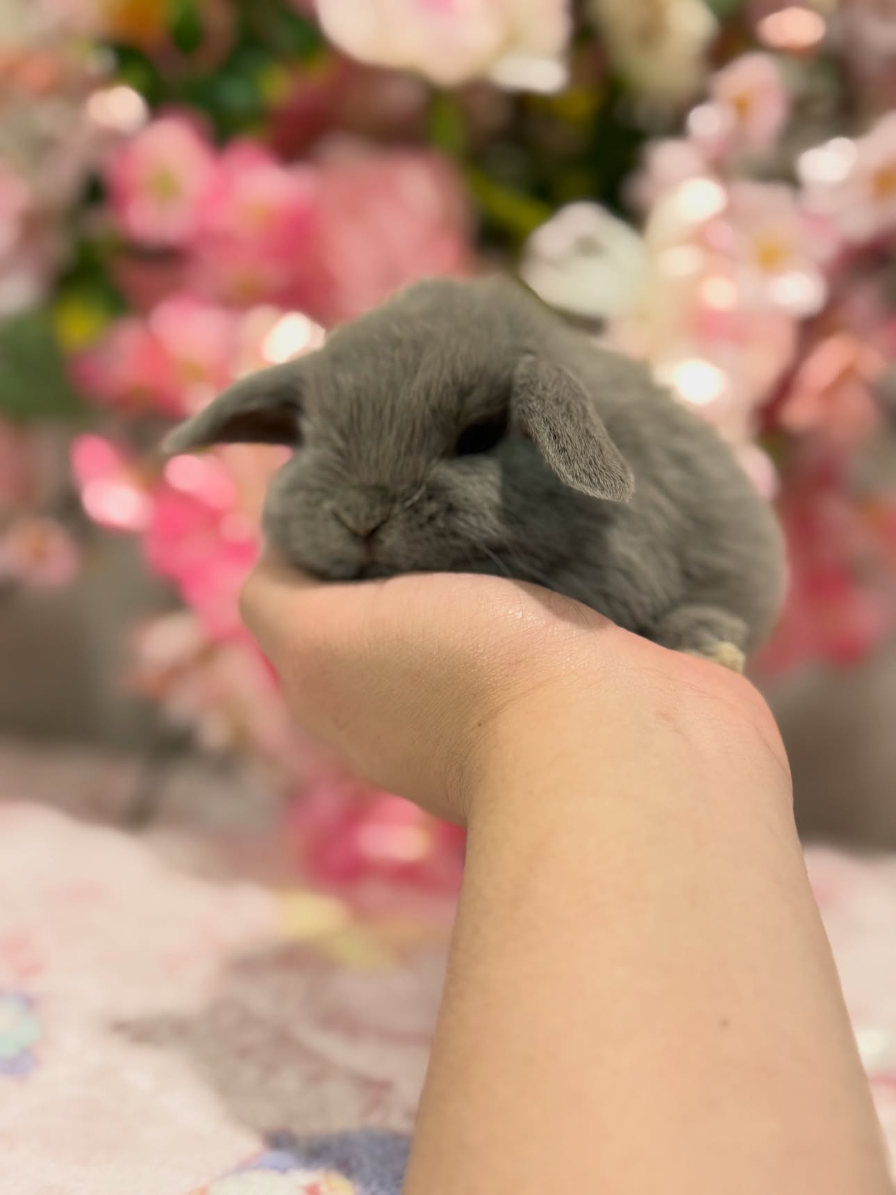Lila, a lilac self Holland Lop doe available to Michigan, photo 3