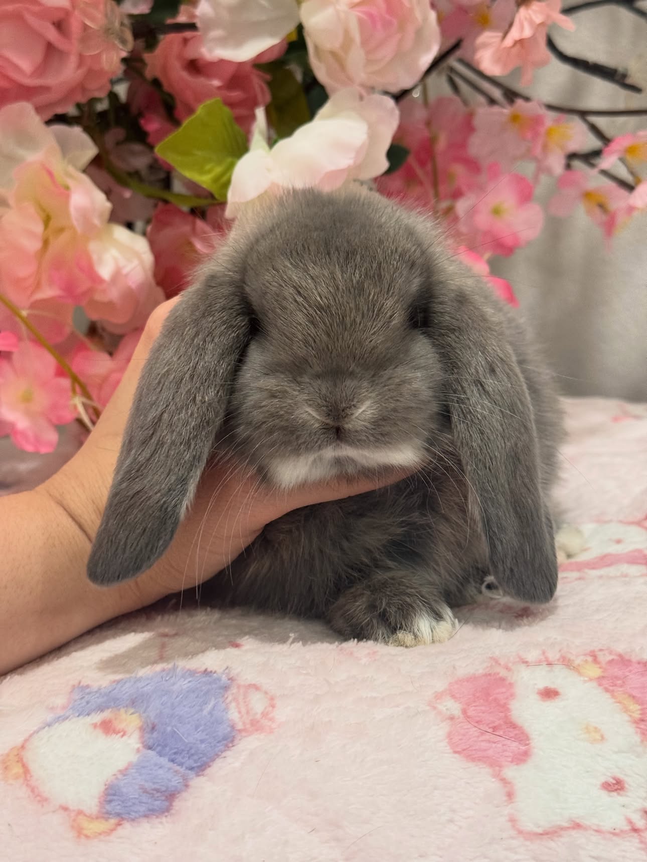 Luna, a opal French Lop doe