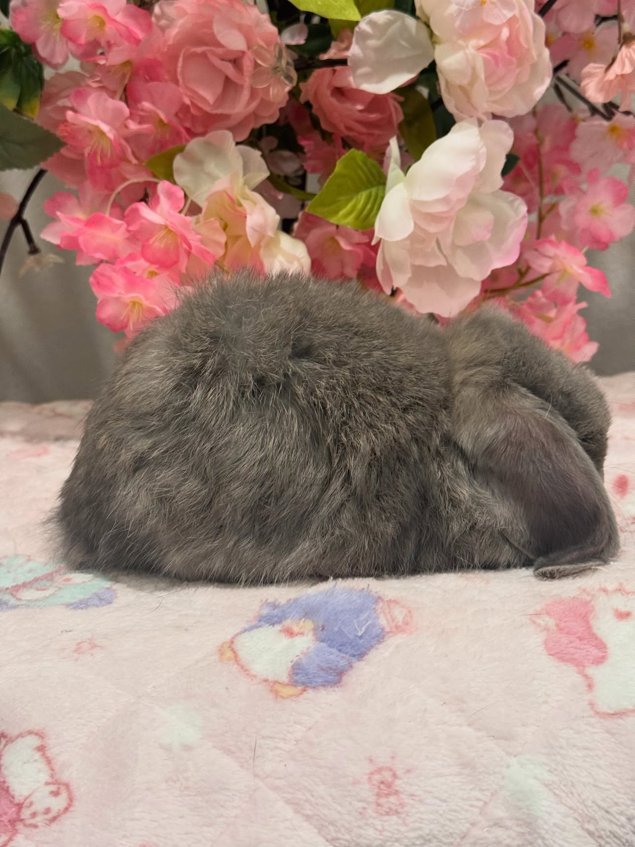Luna, a opal French Lop doe, photo 2