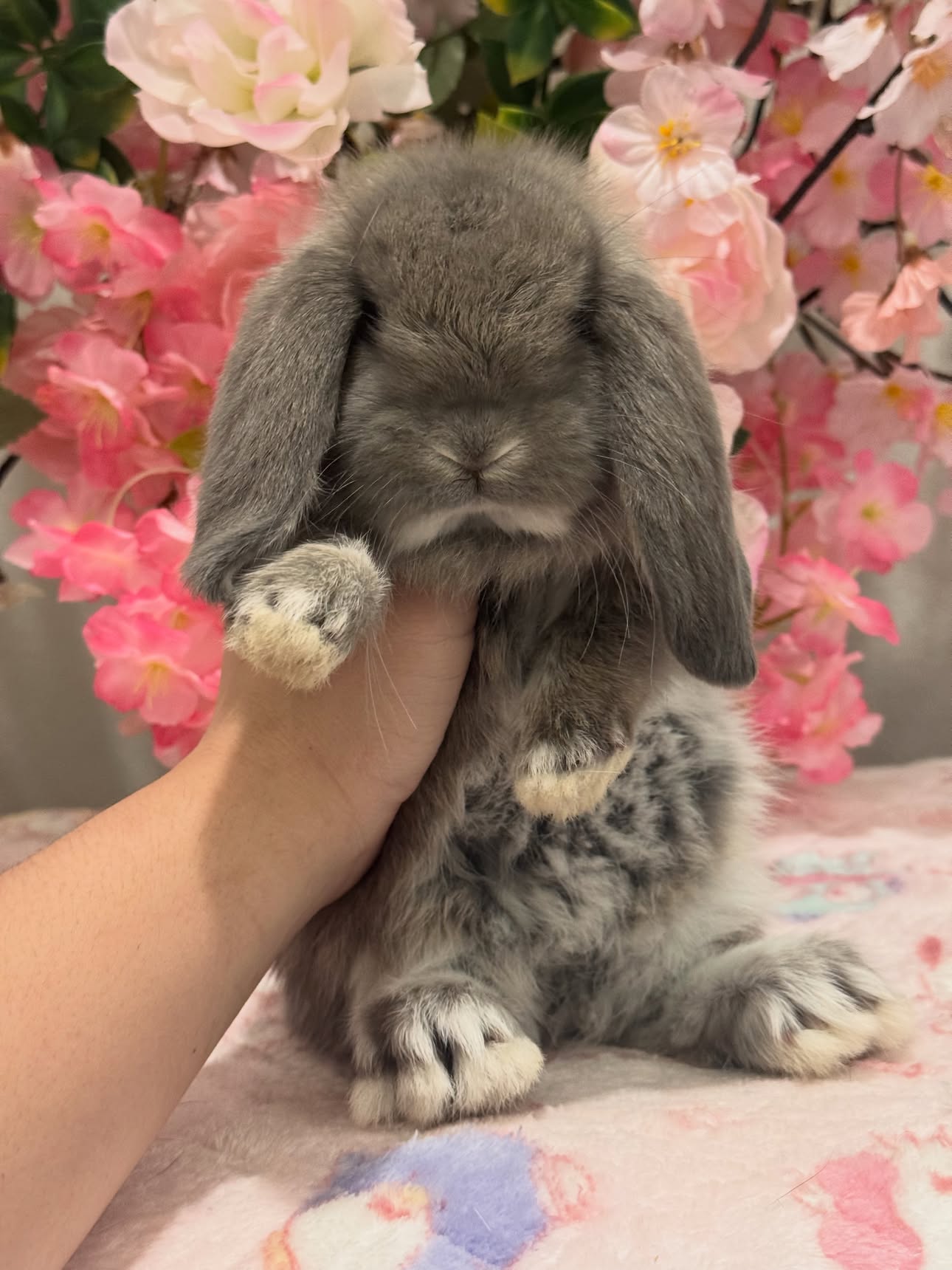 Luna, a opal French Lop doe, photo 3