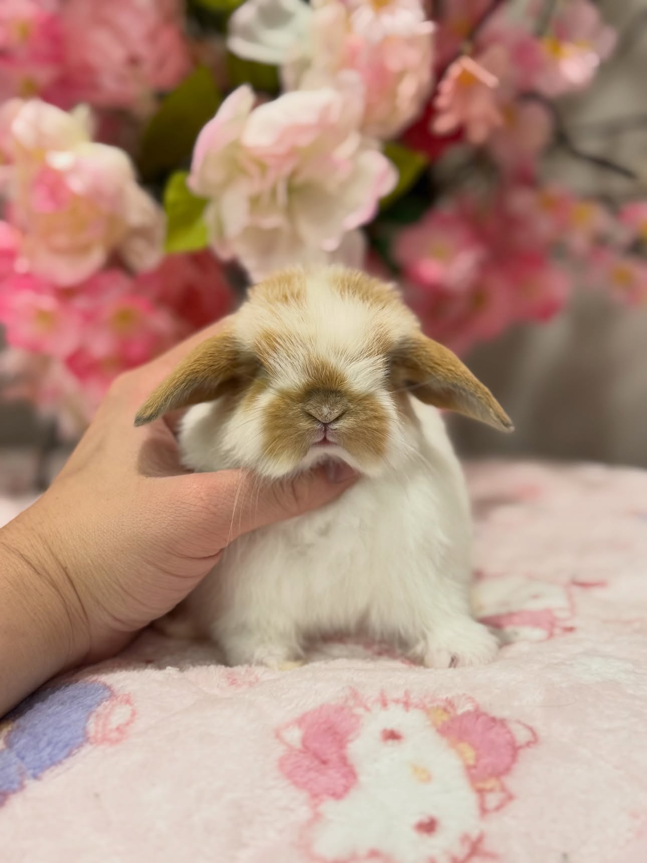 Marmalade, a broken orange Holland Lop buck available to Ohio