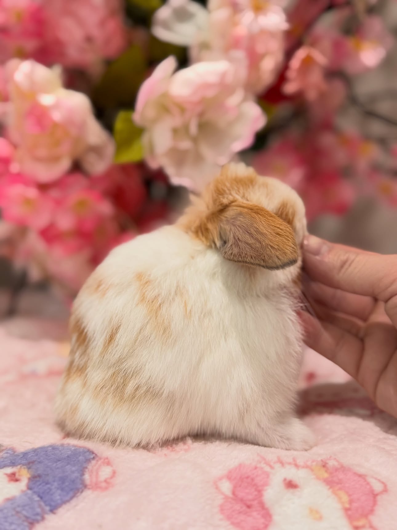 Marmalade, a broken orange Holland Lop buck available to Ohio, photo 2
