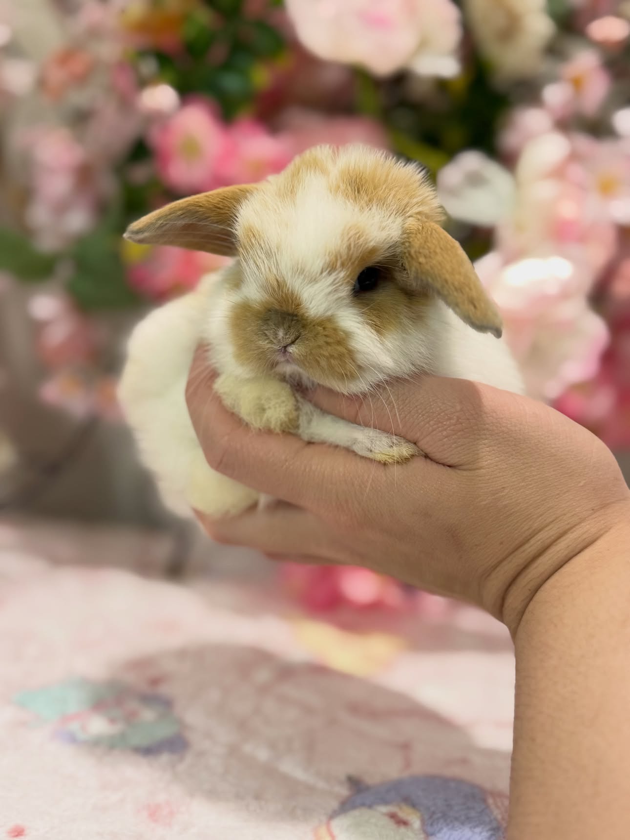 Marmalade, a broken orange Holland Lop buck available to Ohio, photo 3
