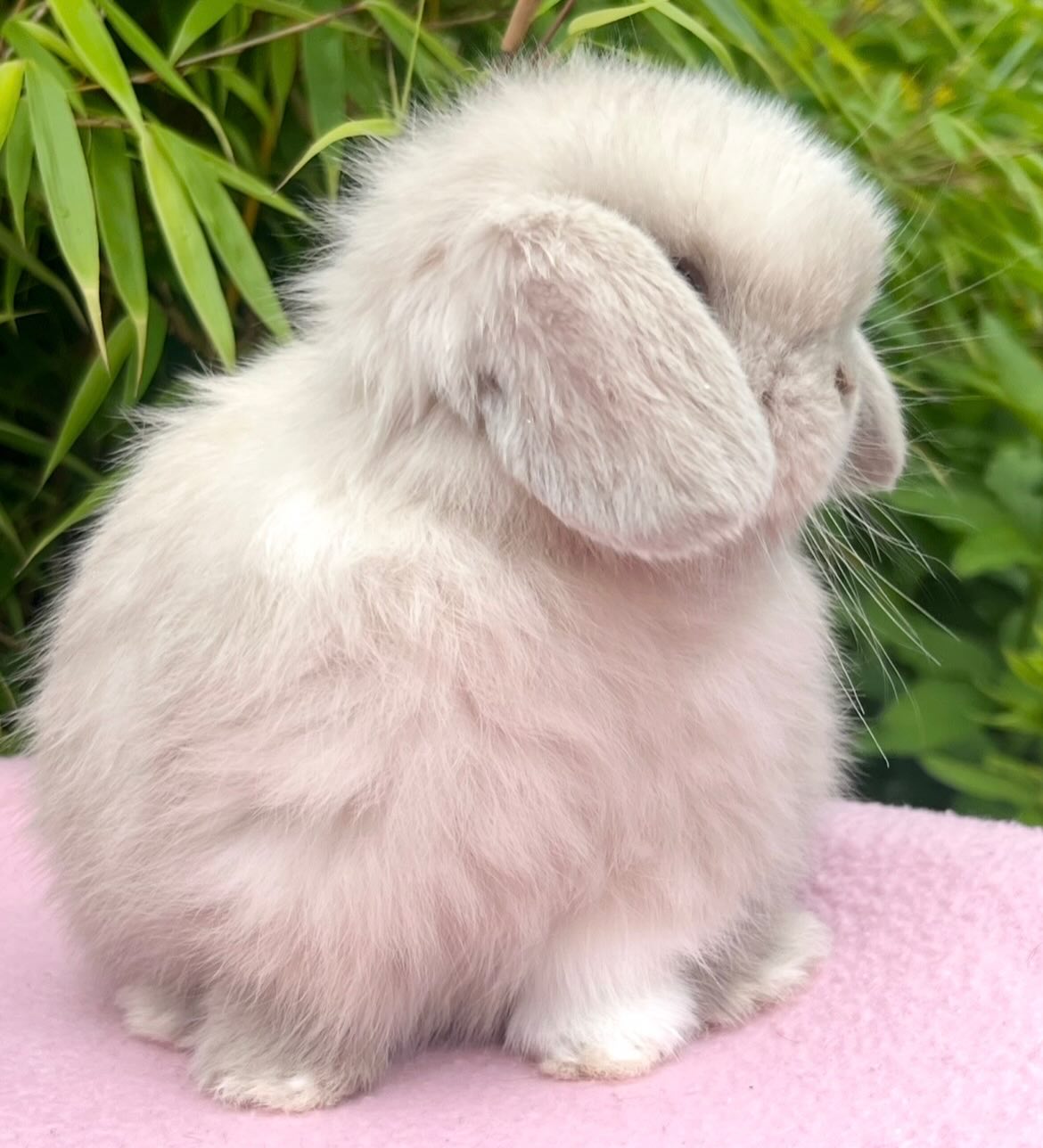 Misty, a lilac frosted pearl vienna marked Mini Lop doe, photo 2