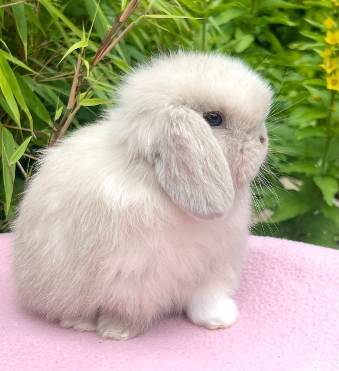 Misty, a lilac frosted pearl vienna marked Mini Lop doe, photo 5