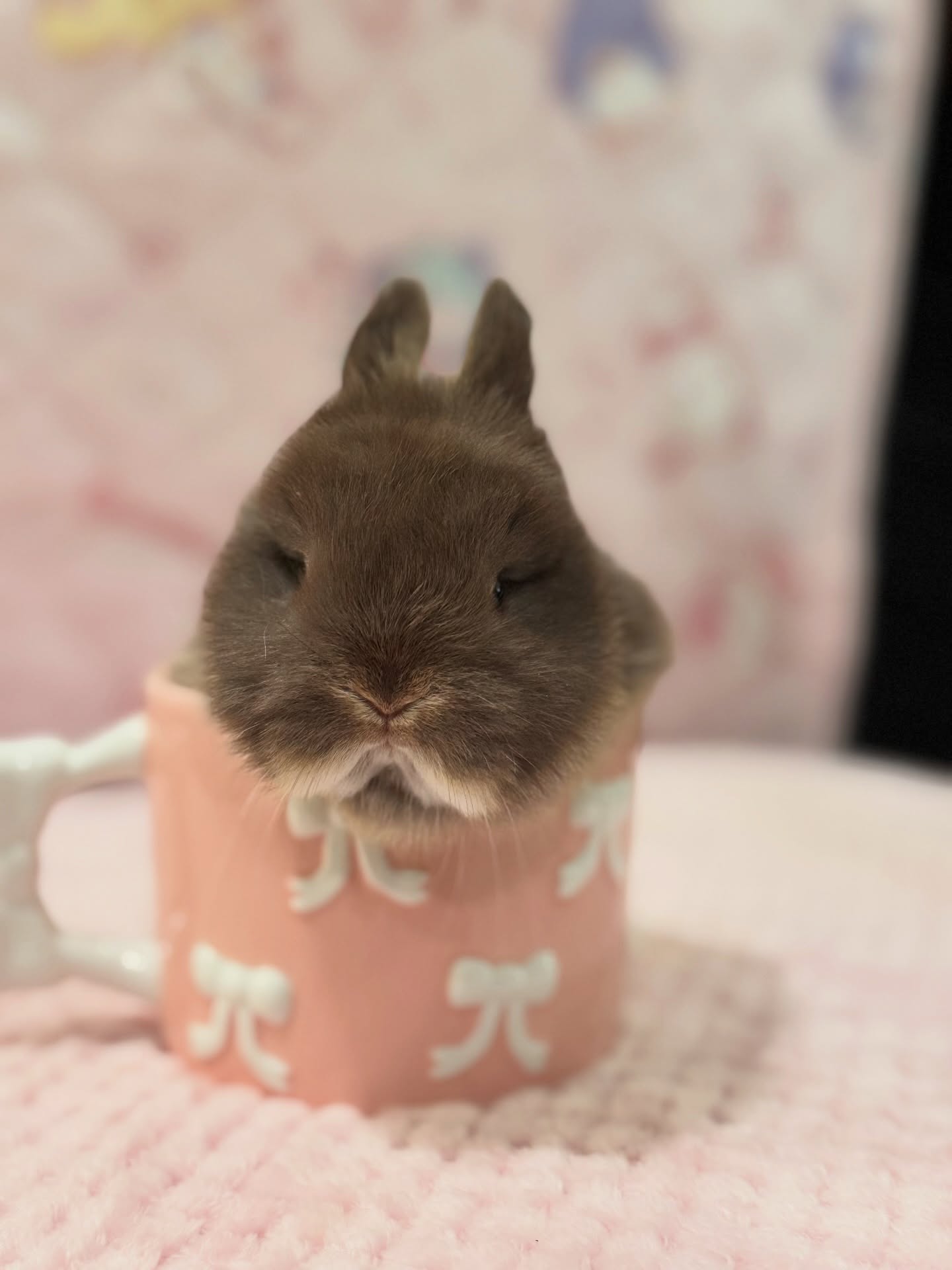 Nova, a chocolate otter Netherland Dwarf doe