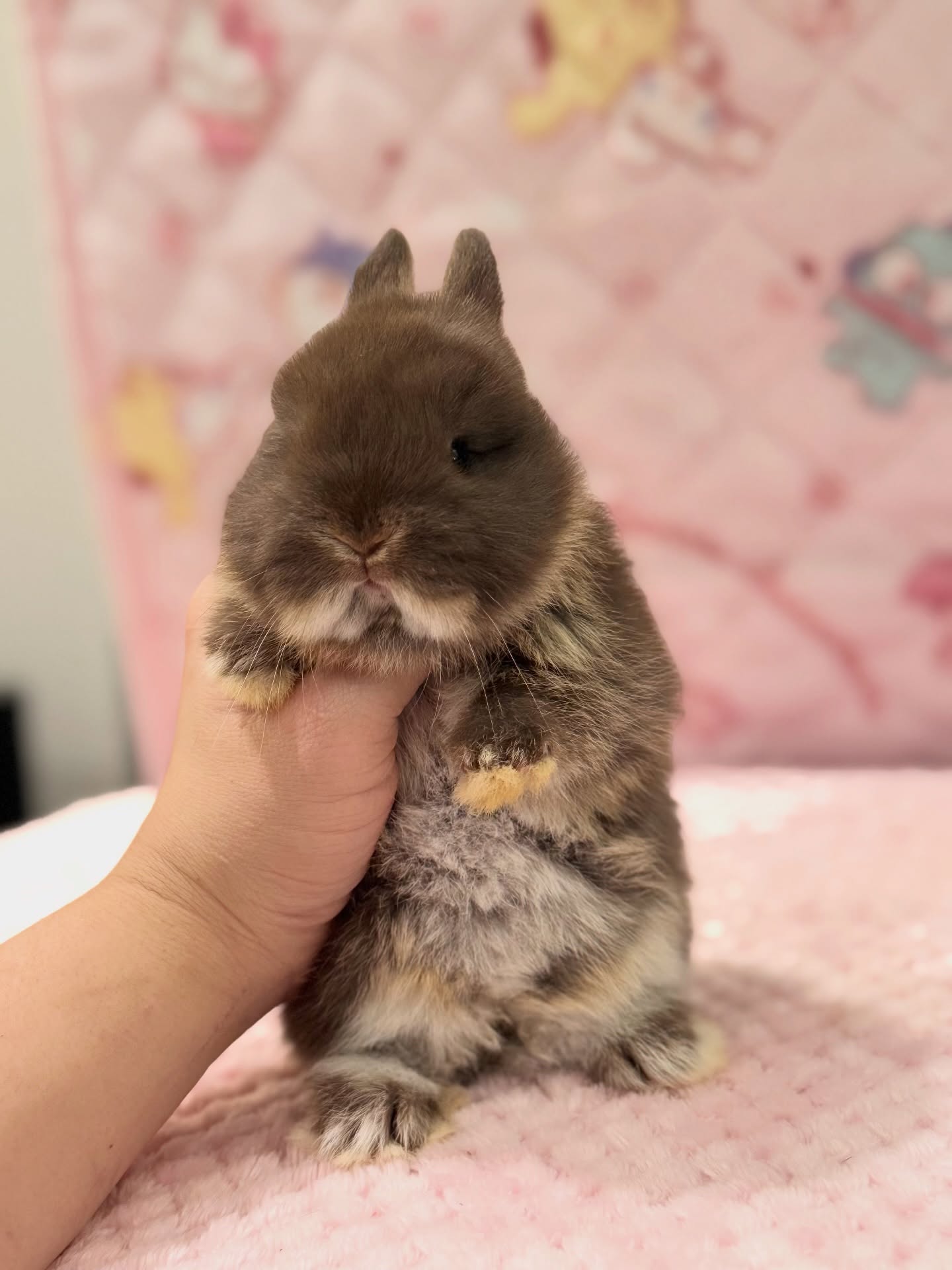 Nova, a chocolate otter Netherland Dwarf doe, photo 4
