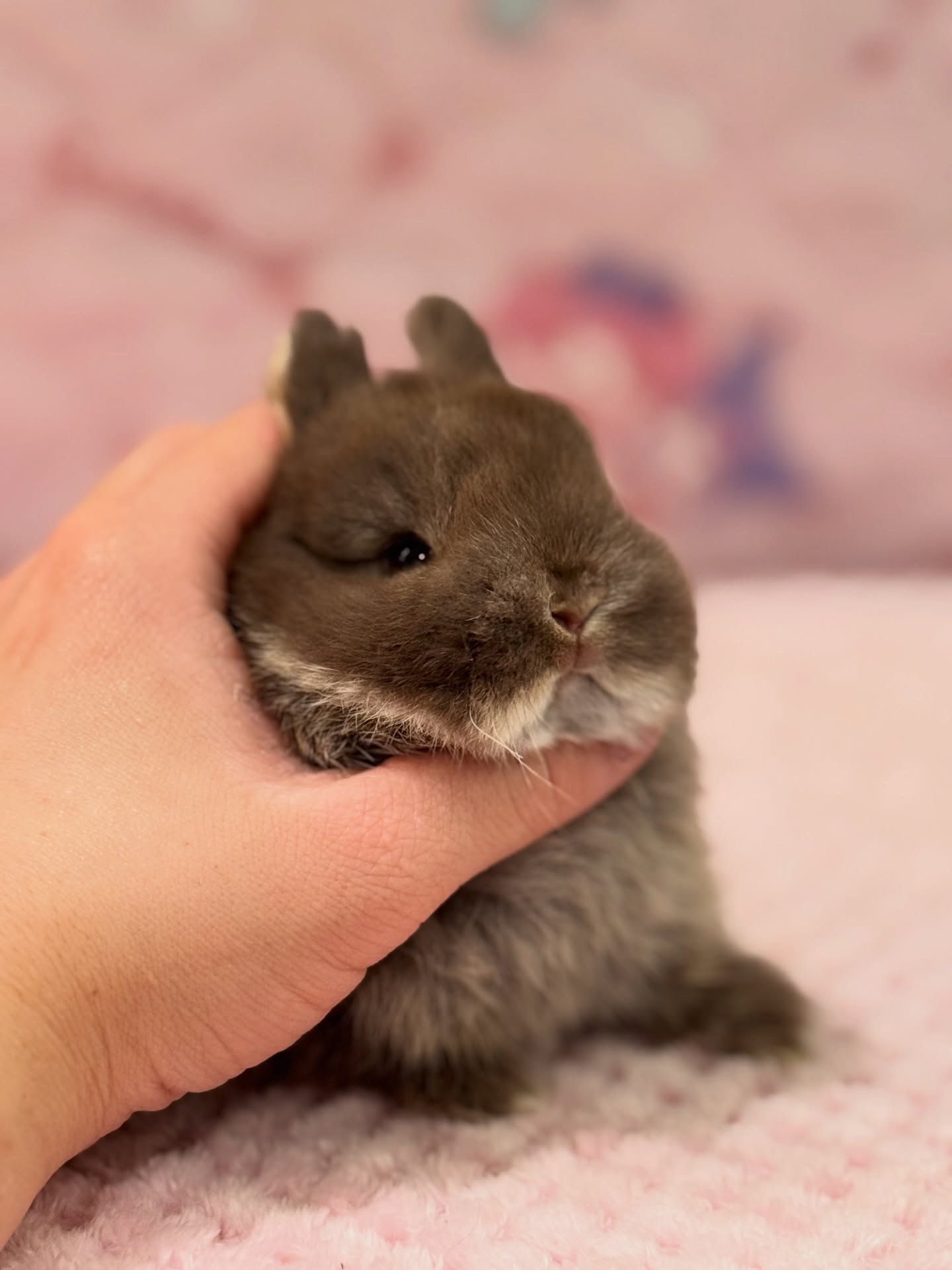 Nutmeg, a chocolate otter Netherland Dwarf buck, photo 2