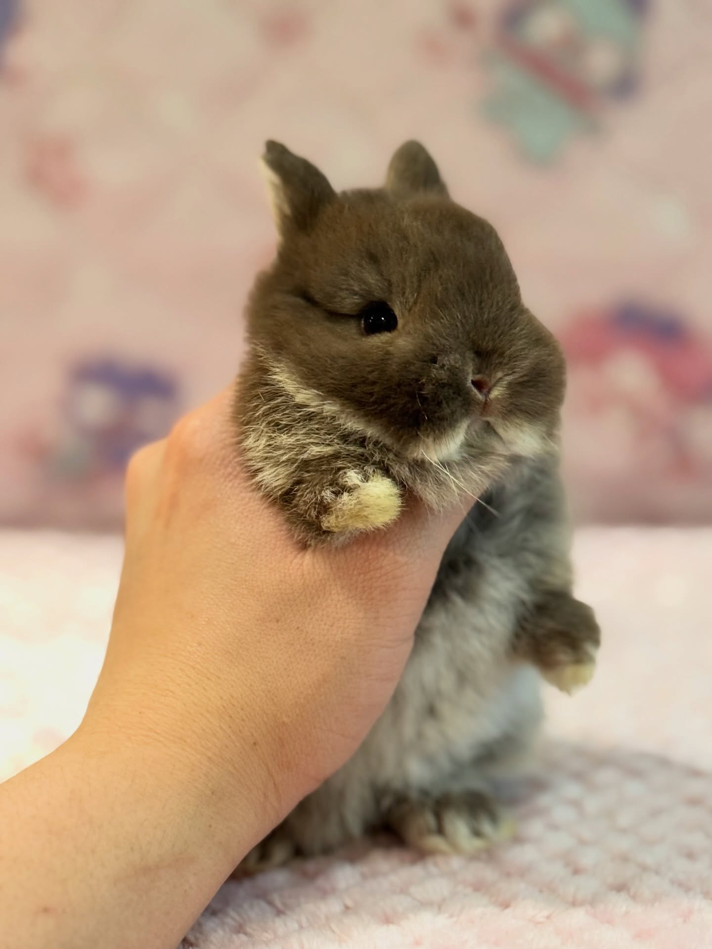 Nutmeg, a chocolate otter Netherland Dwarf buck, photo 4