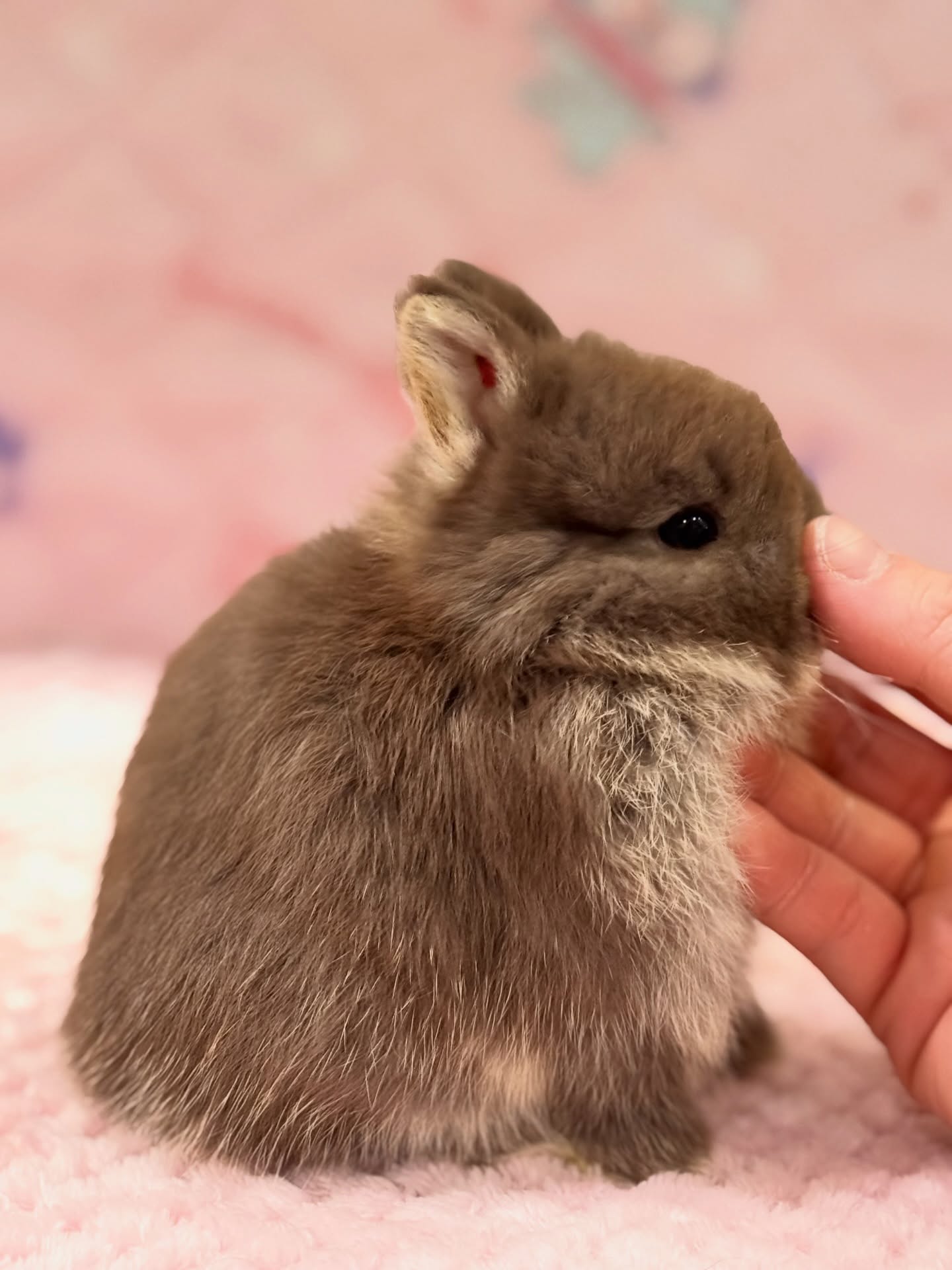 Nutmeg, a chocolate otter Netherland Dwarf buck, photo 5