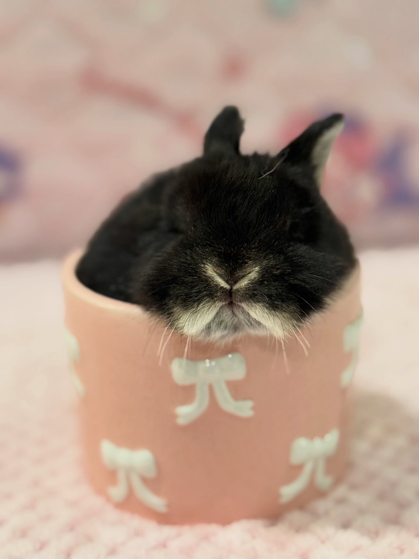 Ozzy, a black otter Netherland Dwarf buck