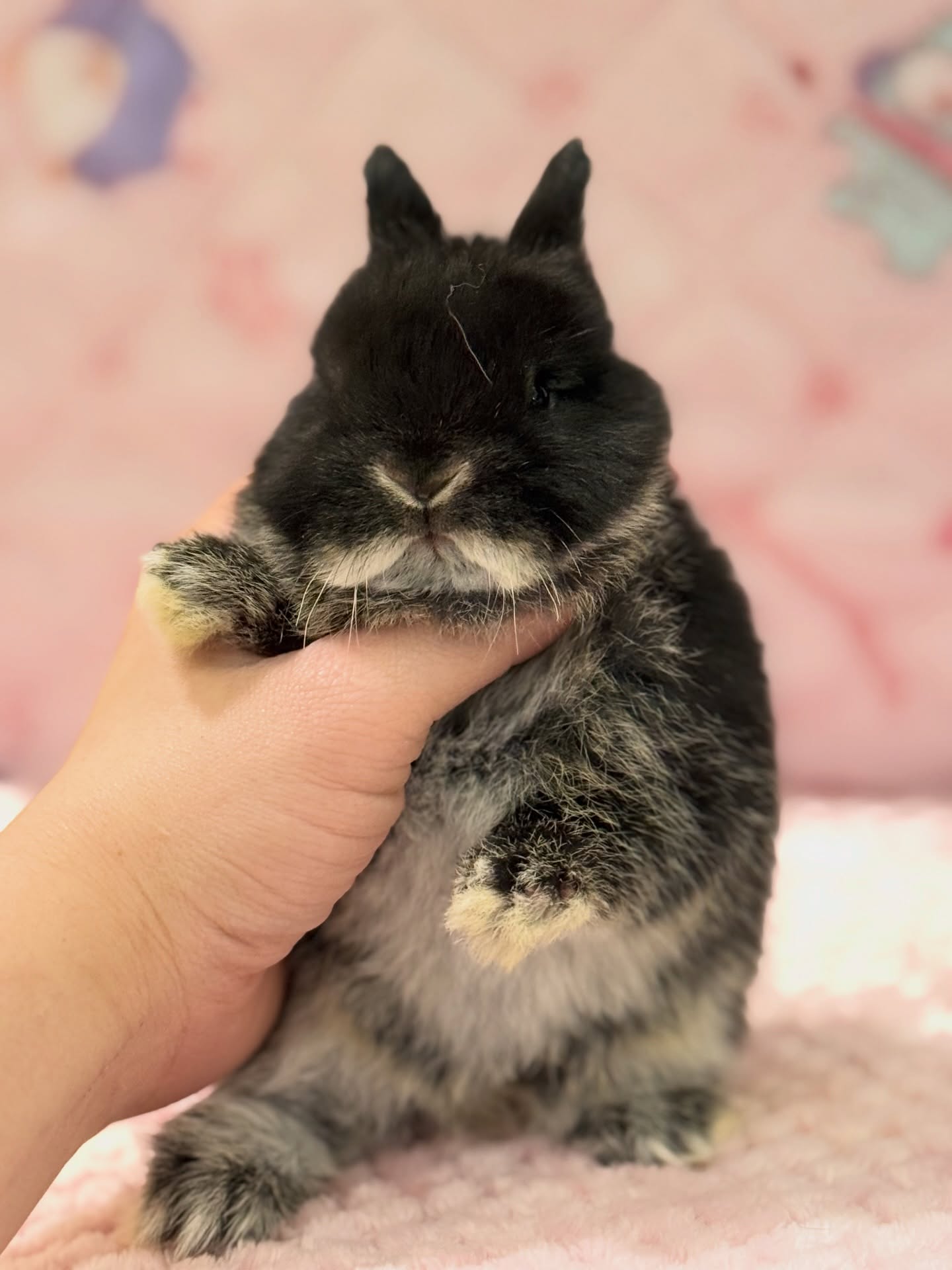 Ozzy, a black otter Netherland Dwarf buck, photo 3