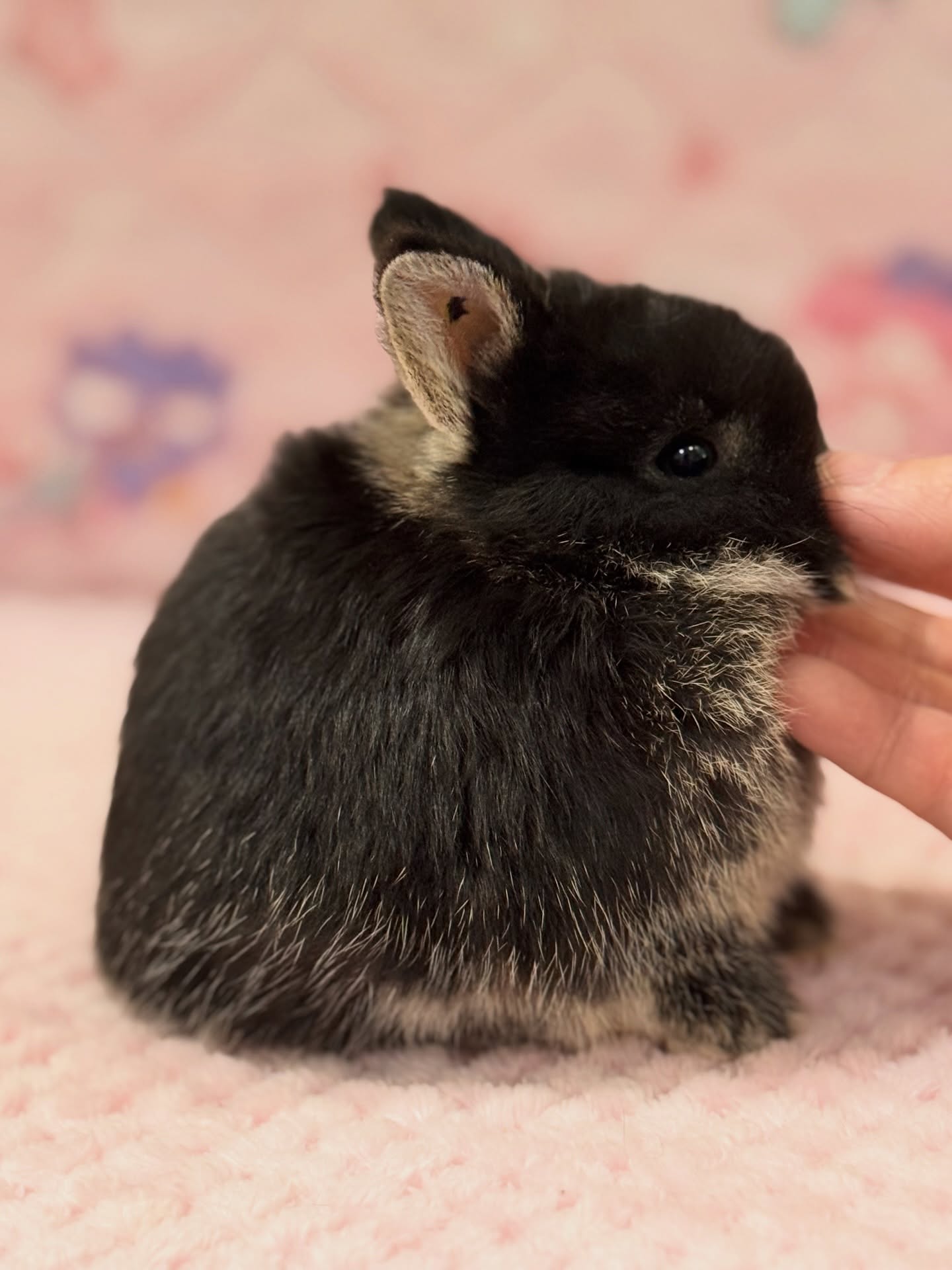 Ozzy, a black otter Netherland Dwarf buck, photo 5